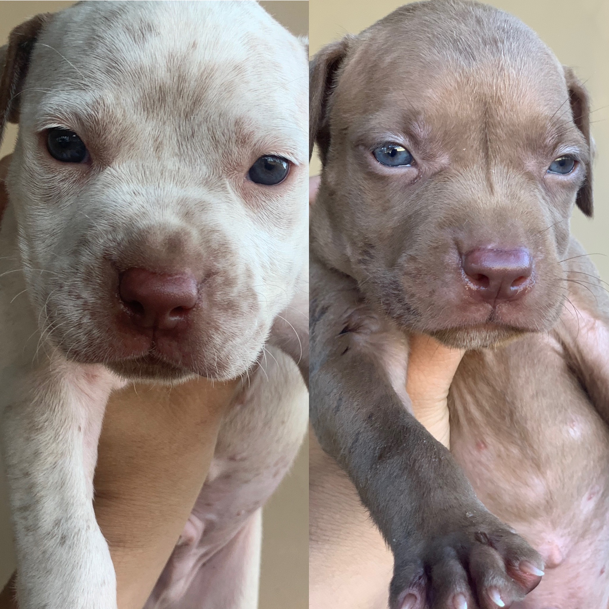 Portal Vendocão Vende-se  Boa Vista