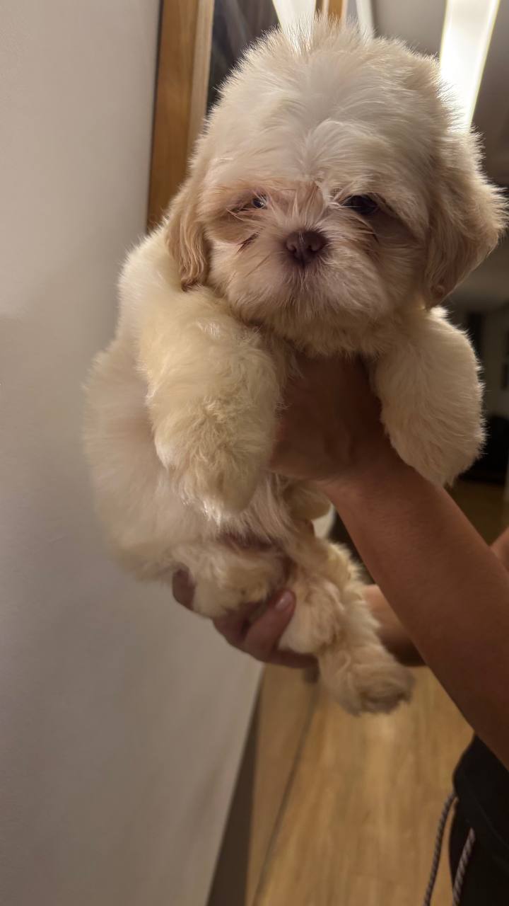 Promoção de filhote de Shih Tzu - Foto 1
