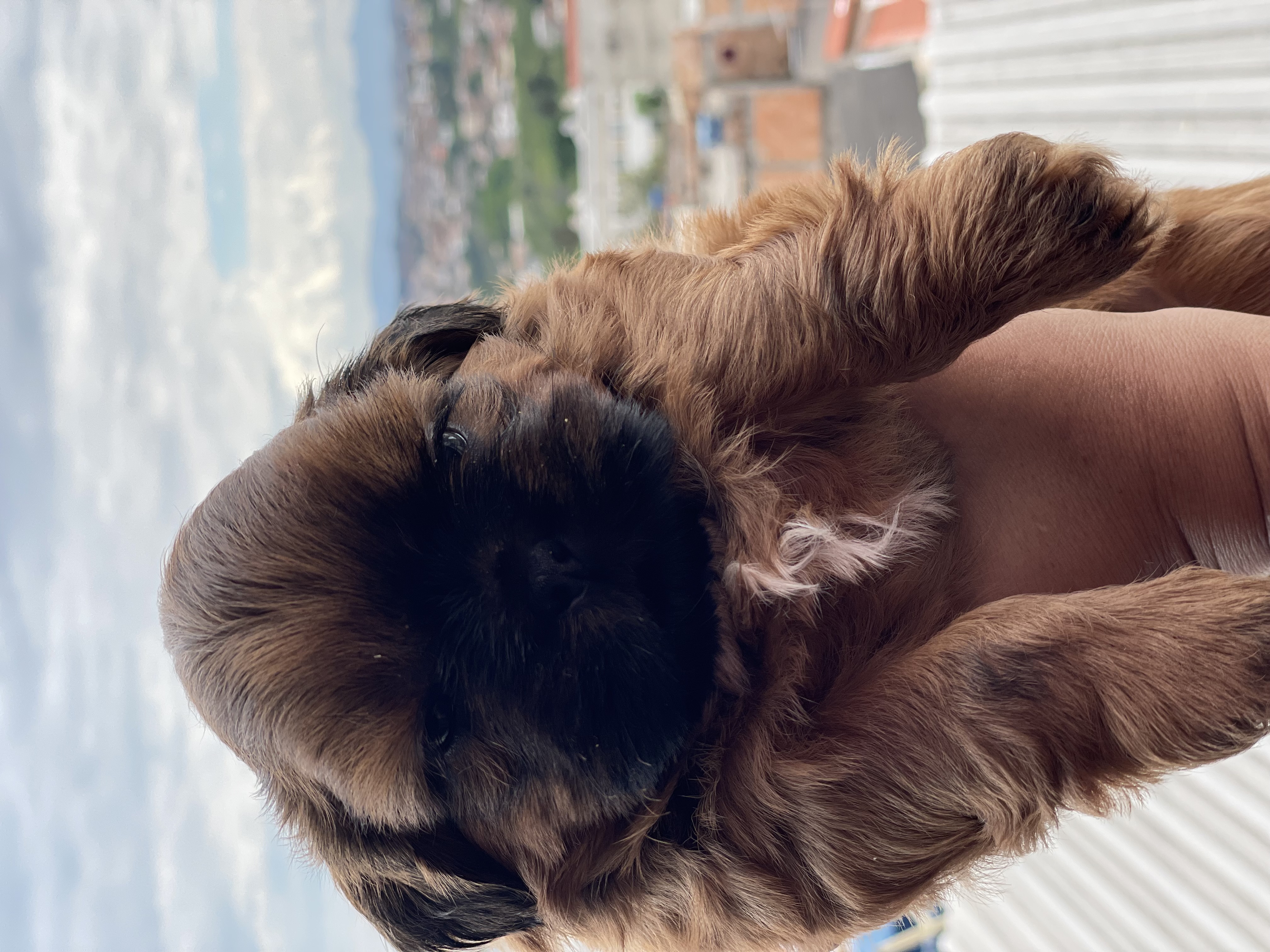 Portal Vendocão Filhotes Shitizu macho  Betim