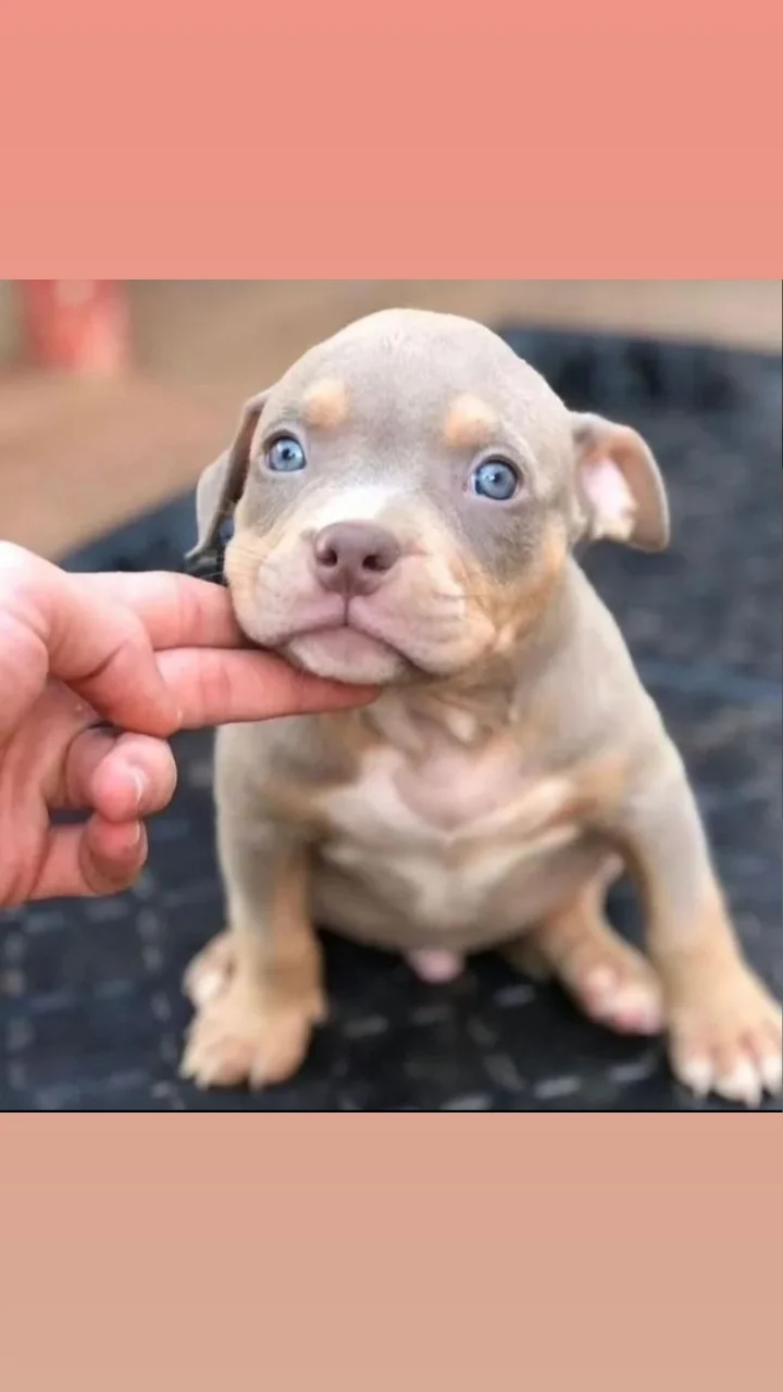 Portal Vendocão American bully  UBERLÂNDIA