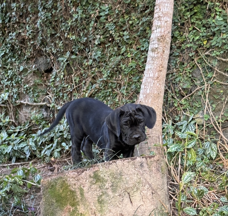 filhotes de Cane Corso Rio de Janeiro