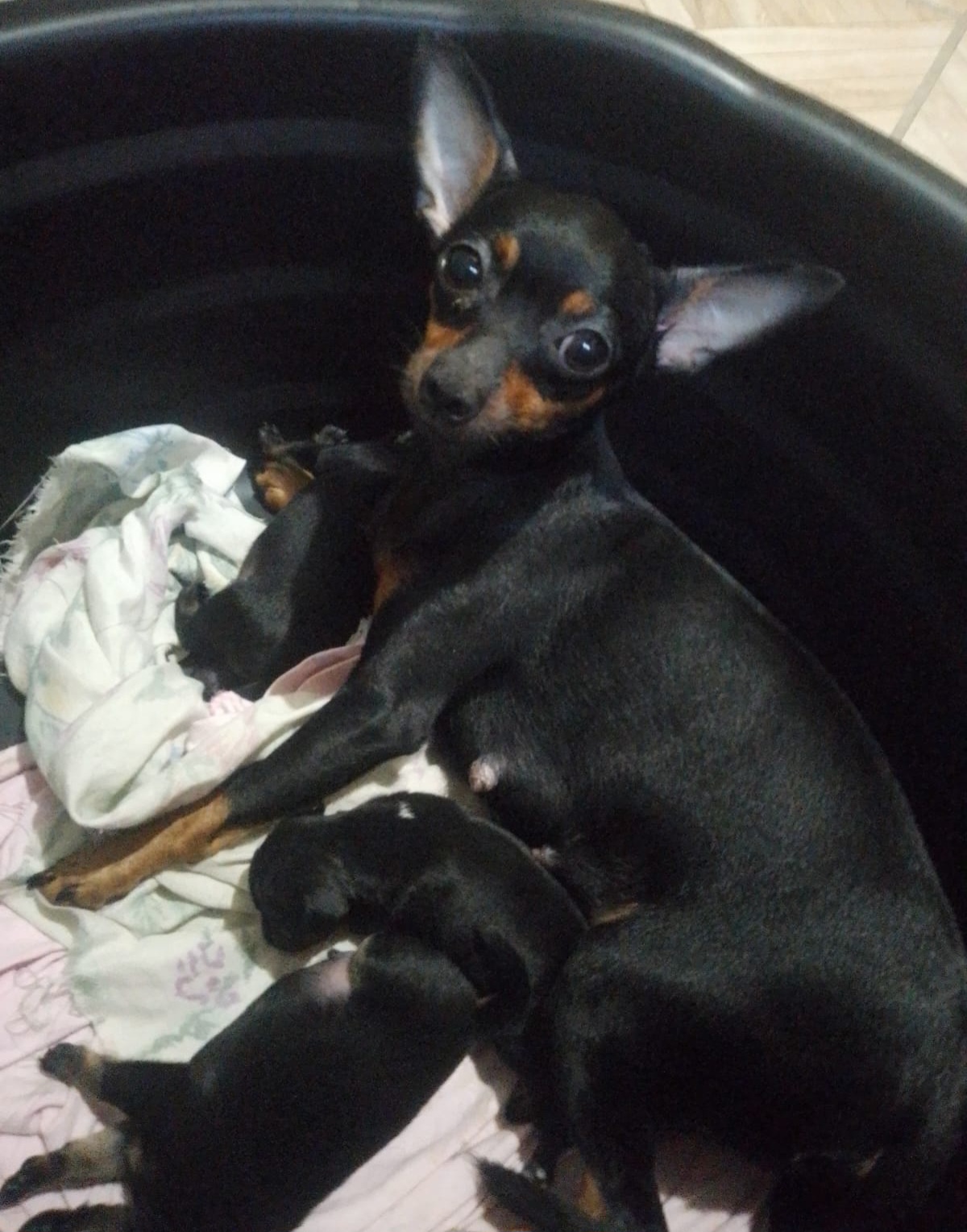 Portal Vendocão Pinscher Número1  Jaboatão dos Guararapes