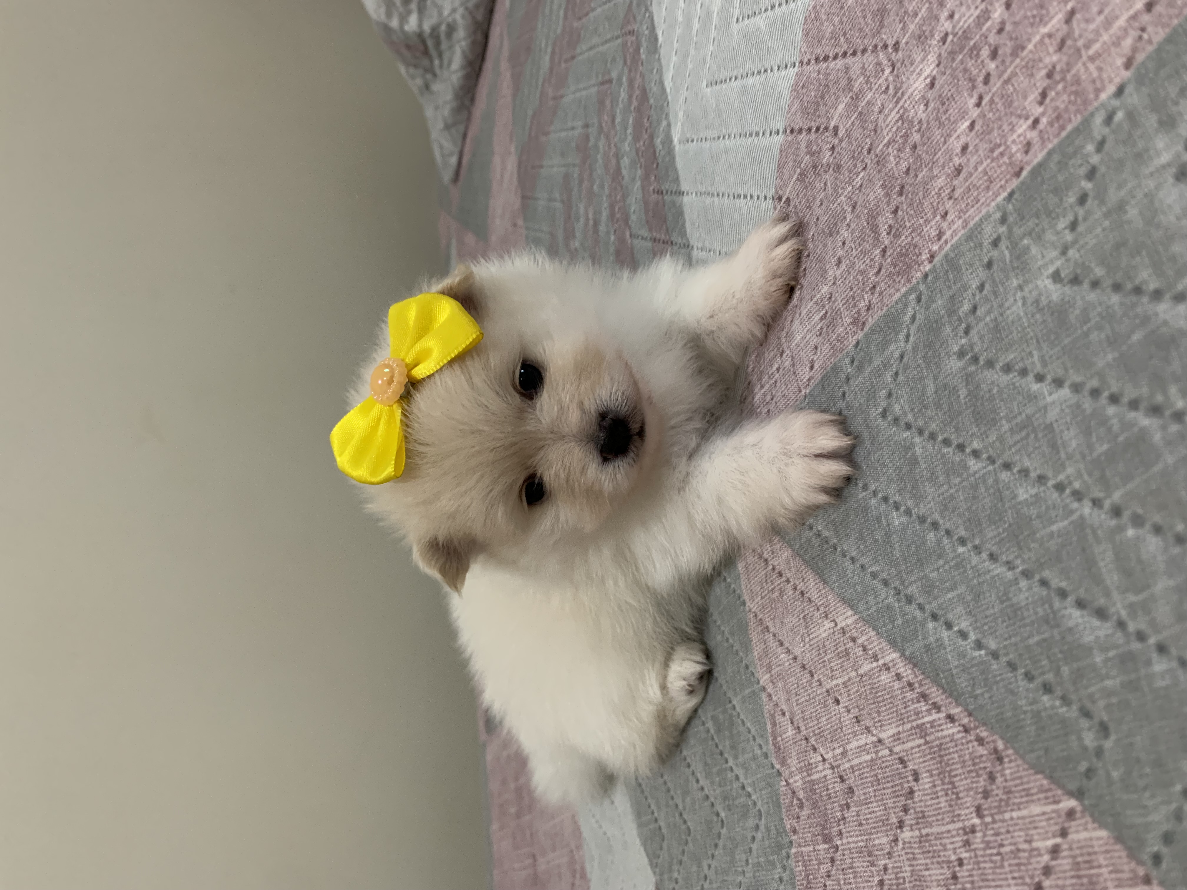 Portal Vendocão Filhotes Spitz Alemão Lulu da Pomerania  Belo Horizonte 