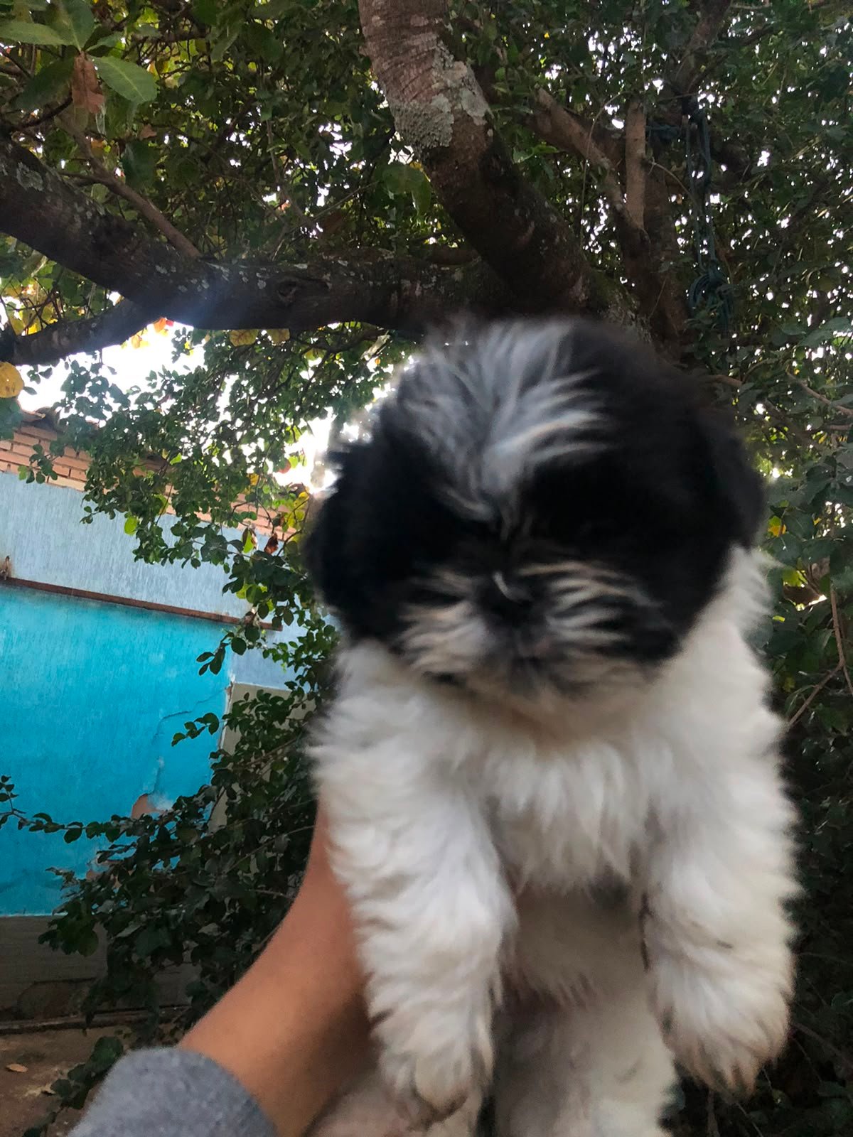 Vendo filhote de Shi tzu - Foto 2