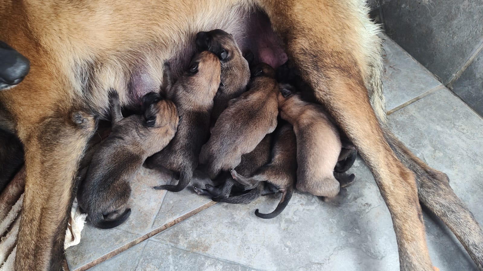 Portal Vendocão Pastor belga malinois  Piratininga