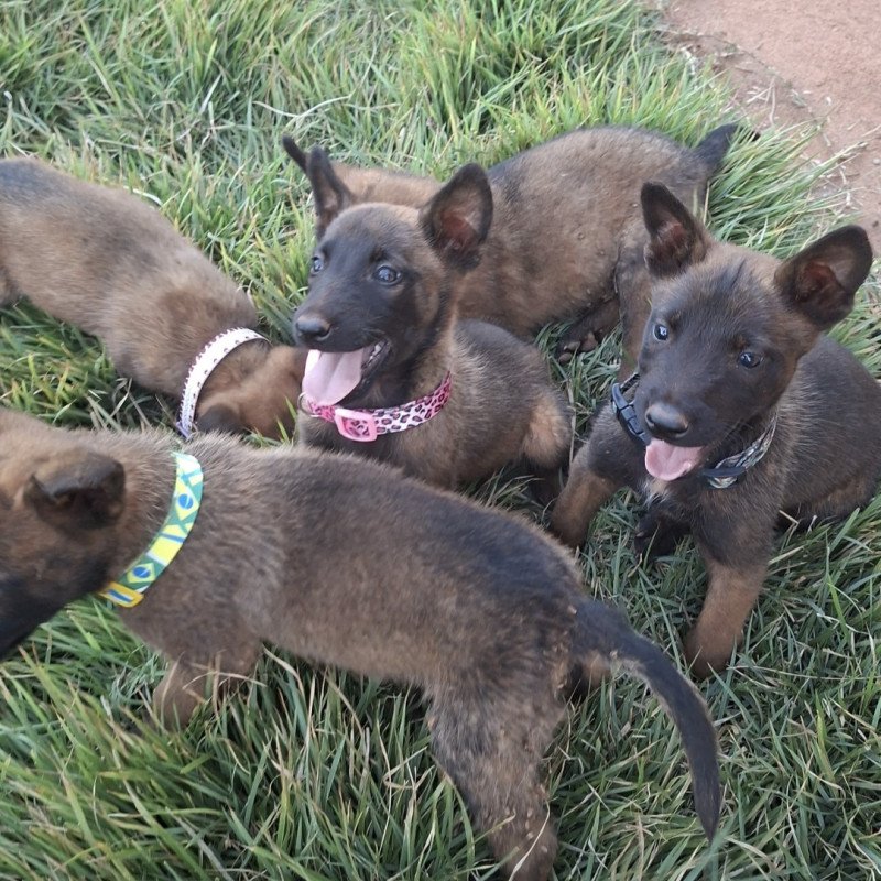 Filhotes Pastor Belga Malinois - Foto 5