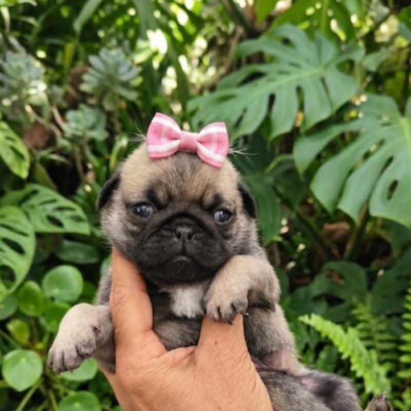 Pug fêmea