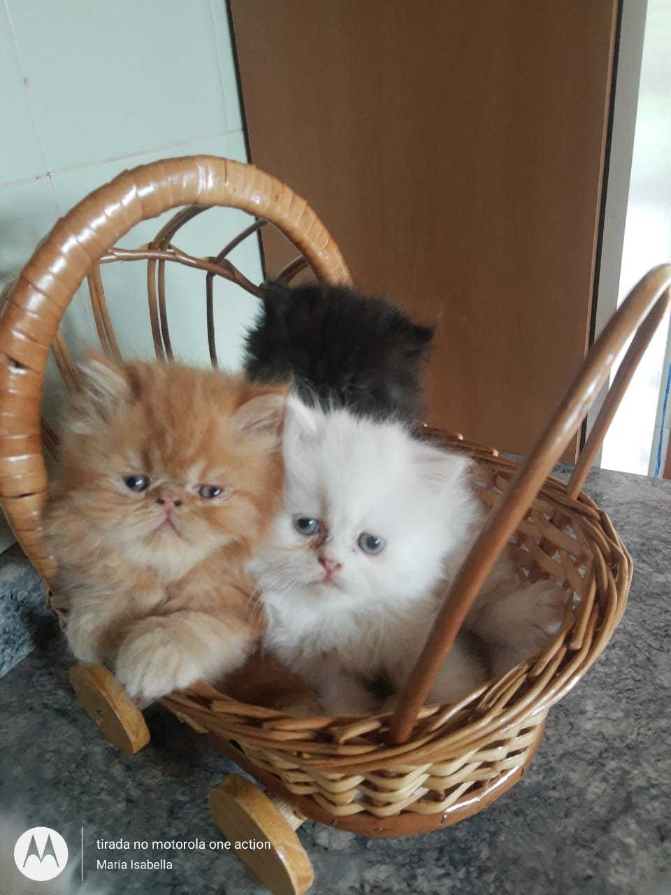 Portal Vendocão Belos Gatinhos Persa  Jundia