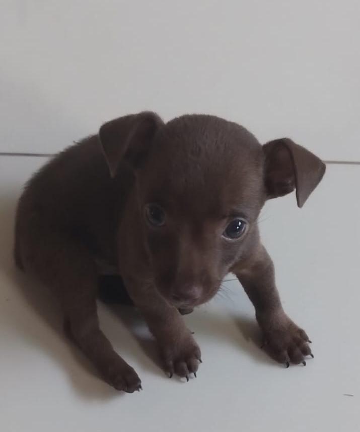 Portal Vendocão Filhote macho de Pinscher Chocolate  Gurupi