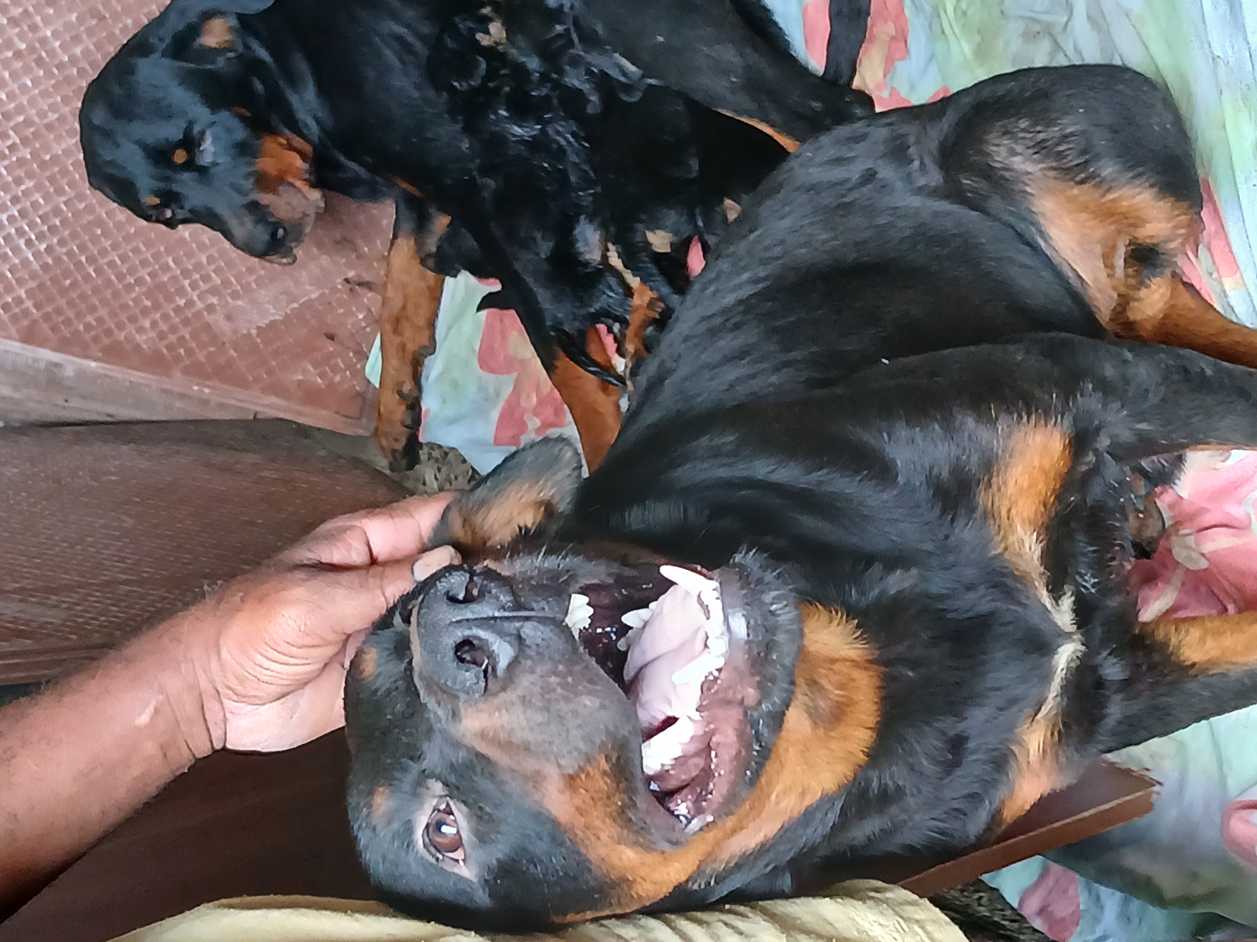 Portal Vendocão Vendo filhote rottweiler puros nascidos no dia 11/06 Ilheus 