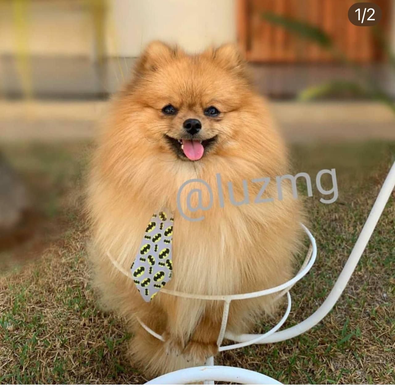 spitz alemao - Foto 2