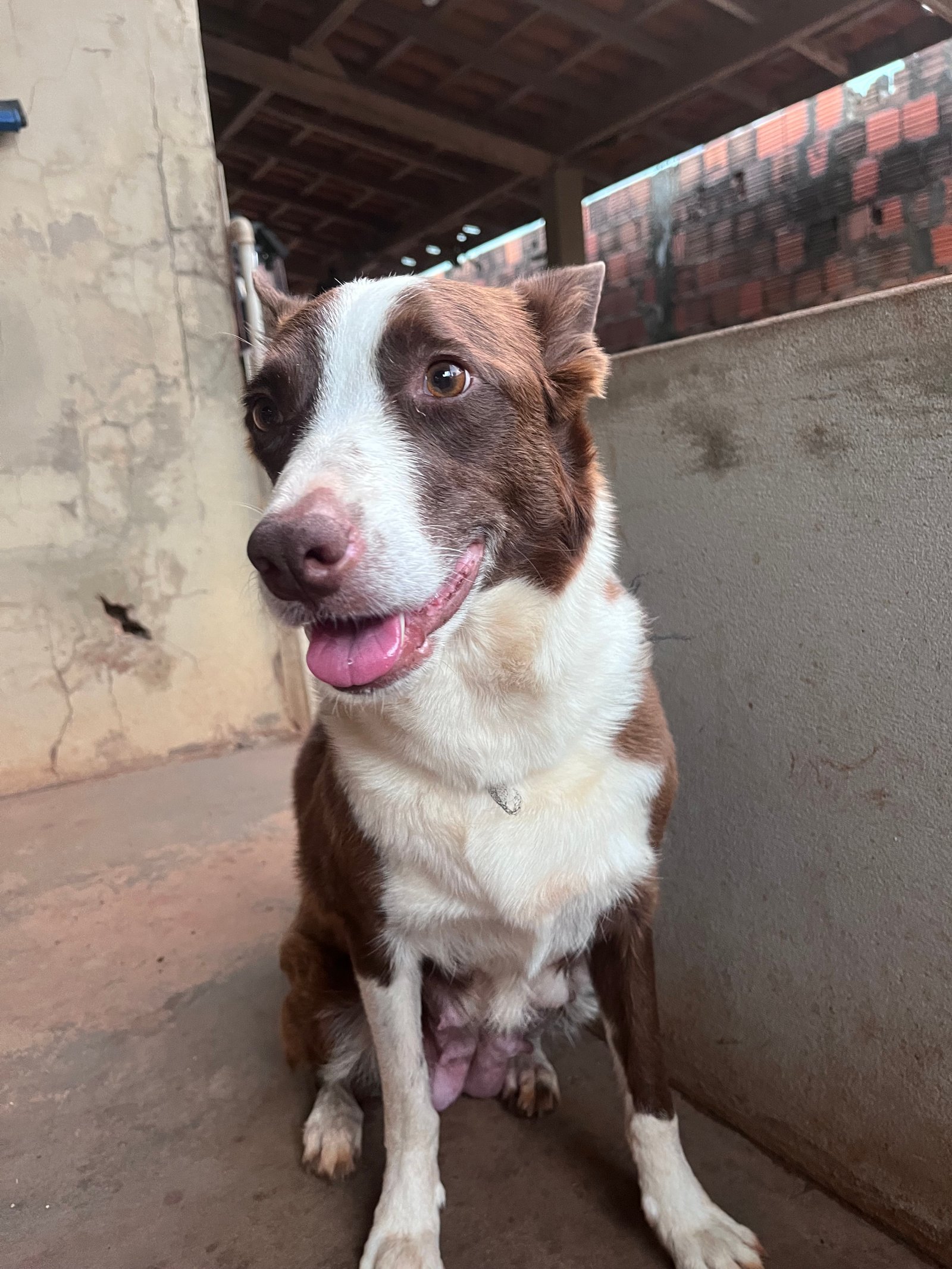 Lindos filhotes de border collie