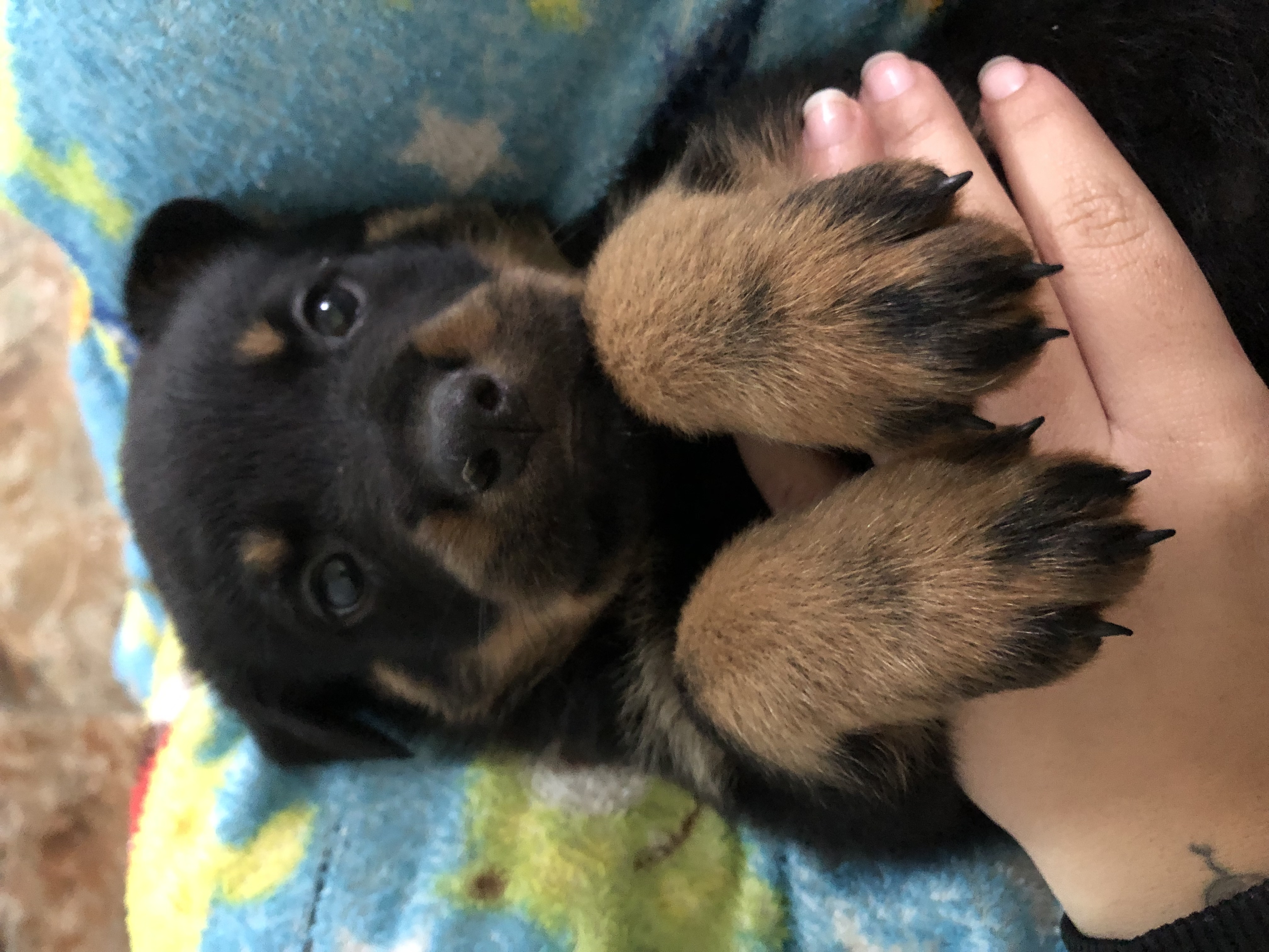 Portal Vendocão Rottweiler a venda Guarulhos 
