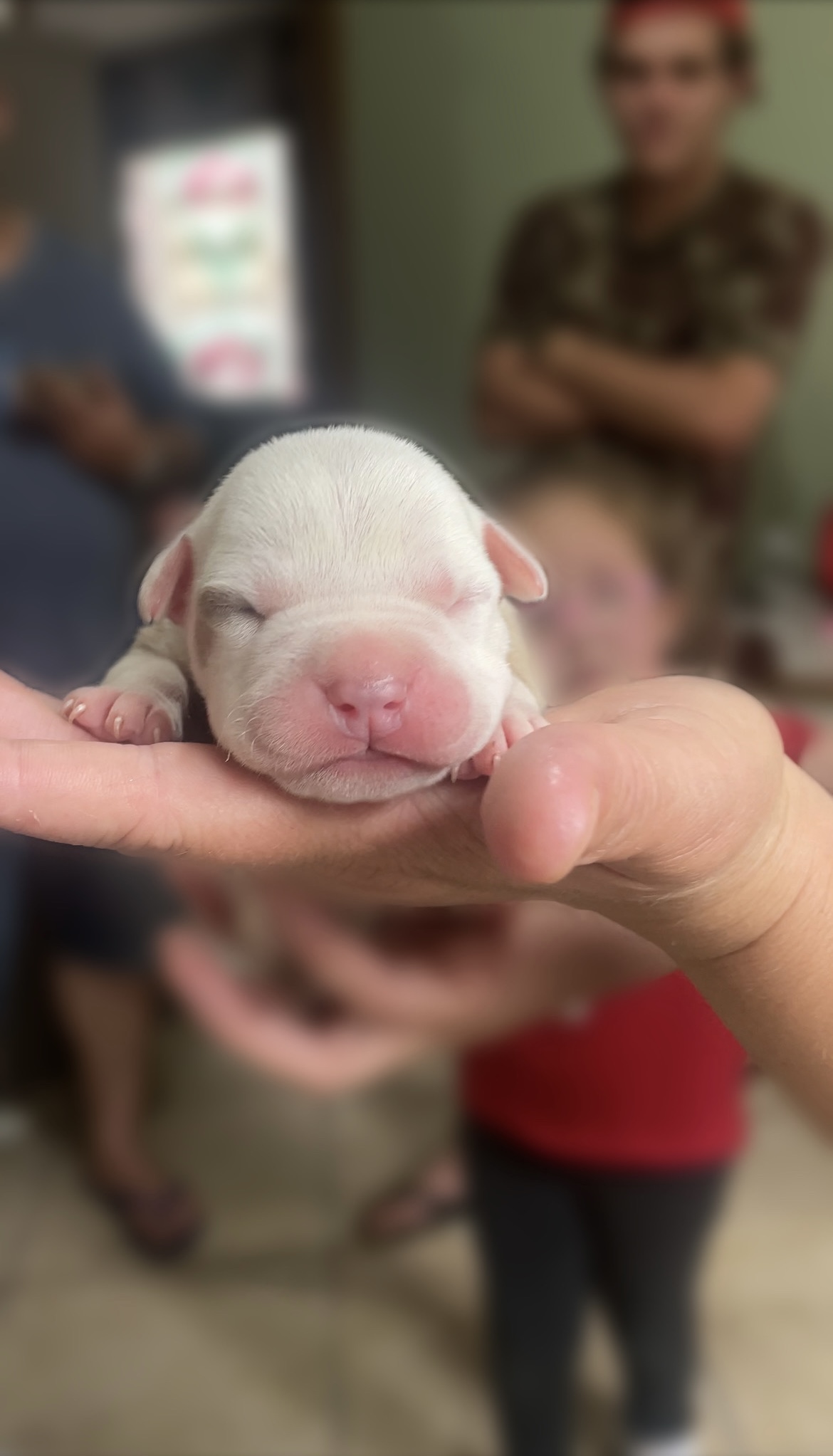 Portal Vendocão Filhote de pitbull fêmea Canoas