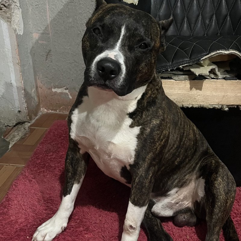 🐶 FILHOTE AMERICAN BULLY DISPONÍVEL! 🐾  Procurando um companheiro lindo e cheio de personalidade? ❤️  Temos filhote de American Bully disponível para um novo lar! 🏡🐾 Macho está com 40 dias - Foto 4