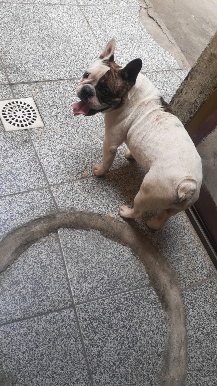 Portal Vendocão Buldogue francês  Rio de Janeiro