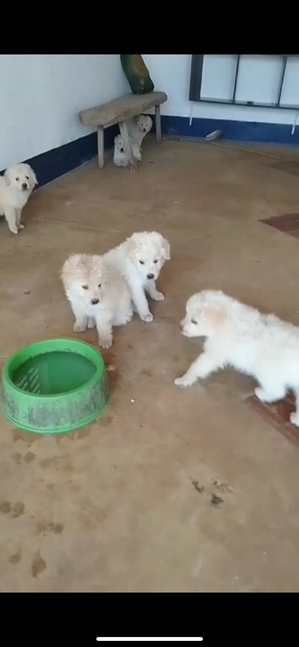 Portal Vendocão Cachorro Maremano  Joao pessoa 