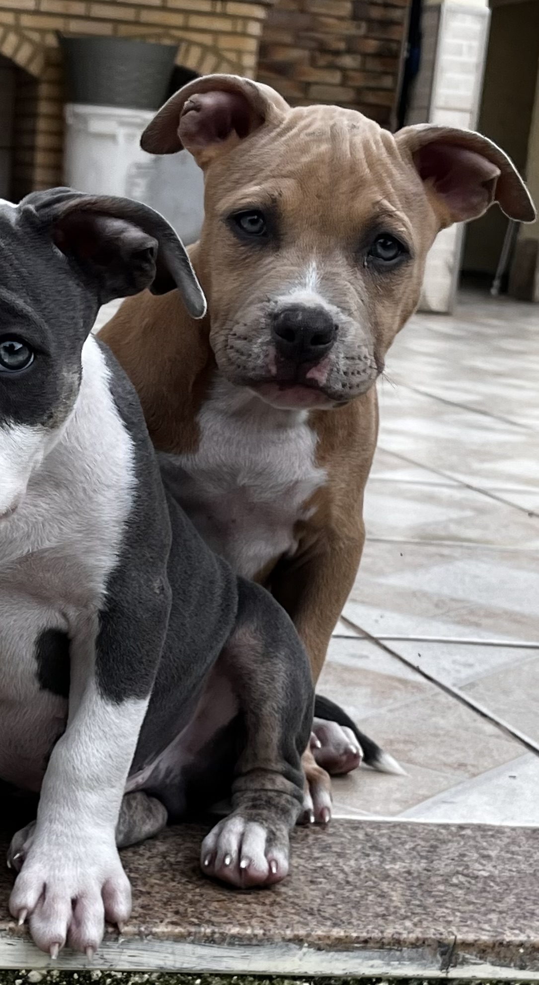 Portal Vendocão filhote american bully pocket  são joão de meriti 