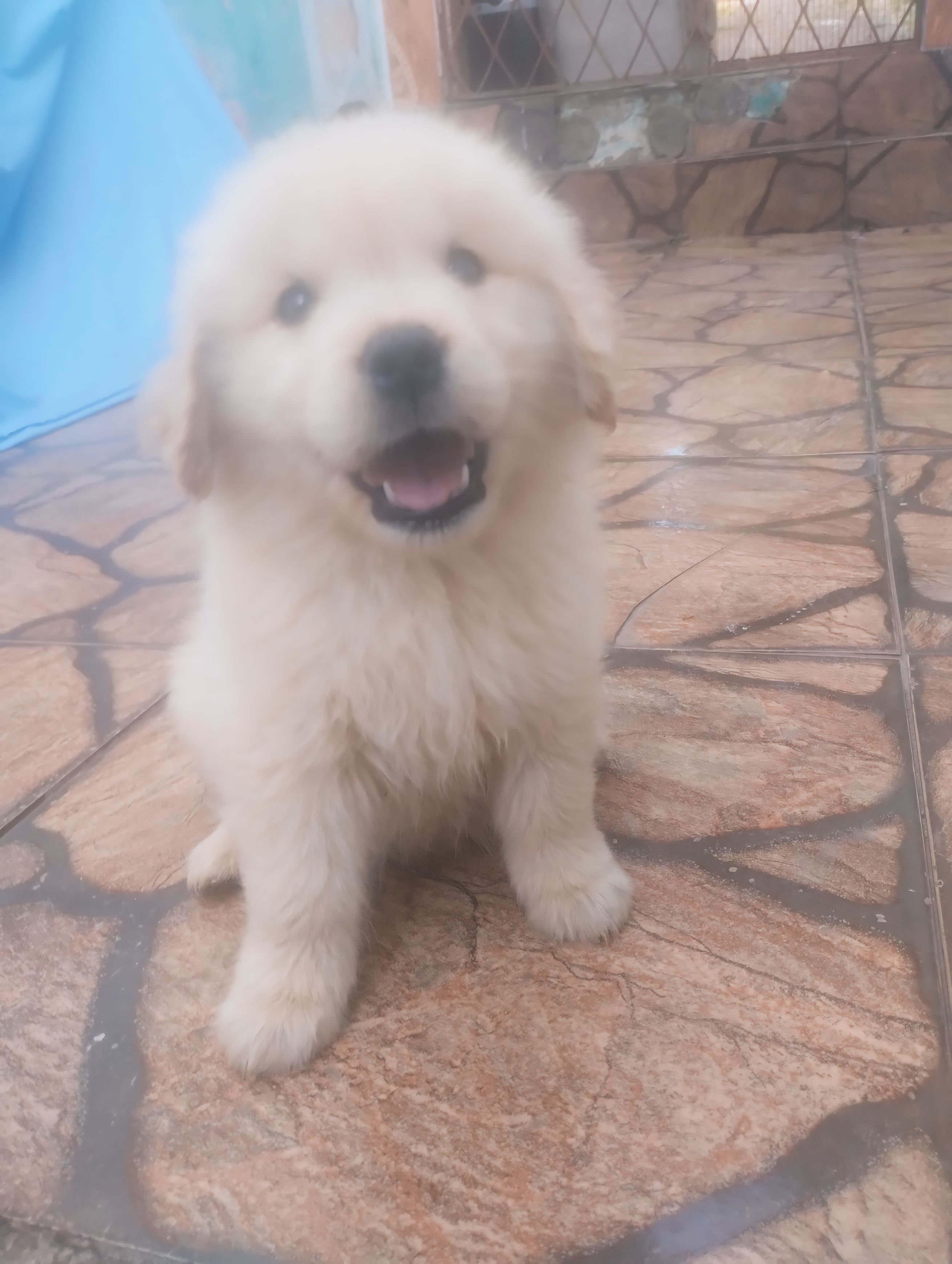 Portal Vendocão Filhote Golden Retriever fêmea  Porto Alegre