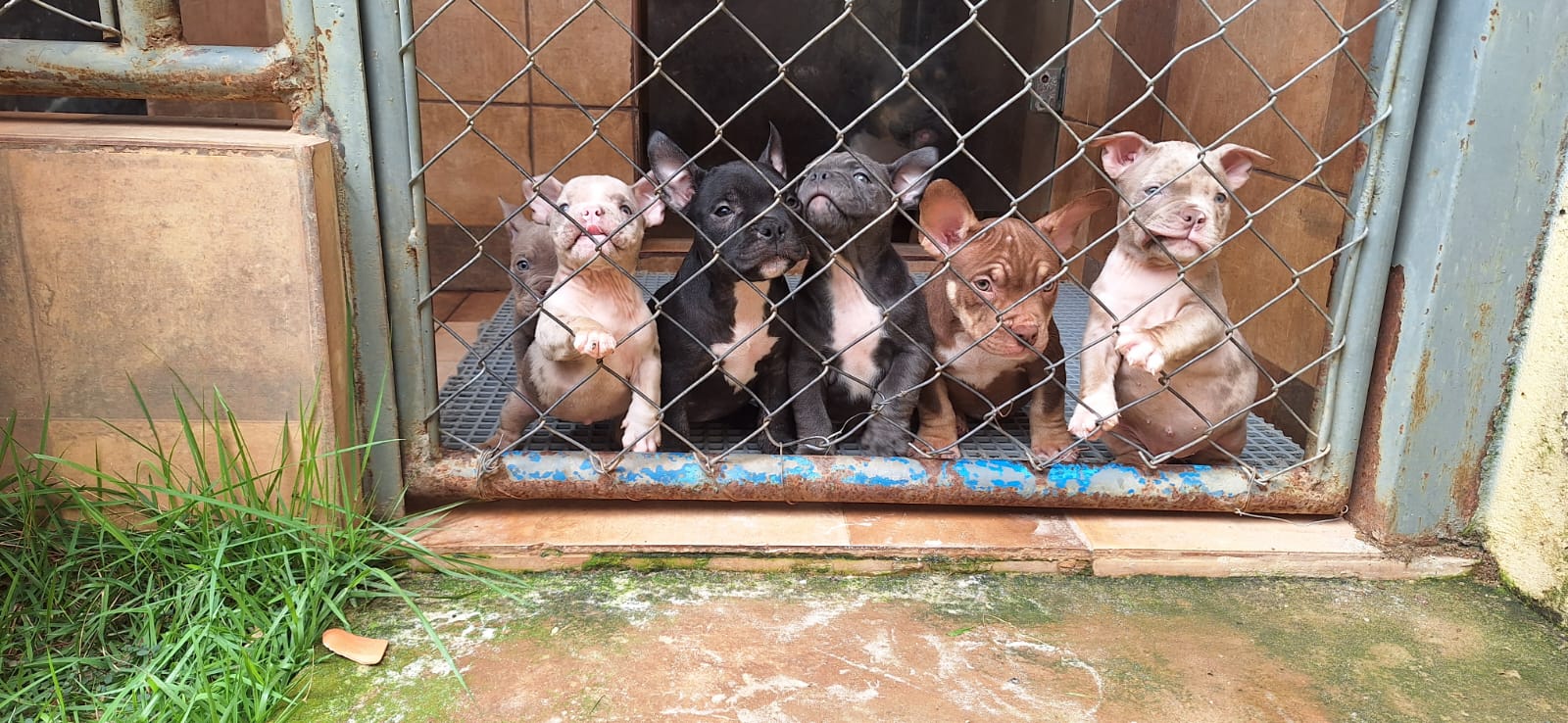 Portal Vendocão Filhote American bully  Ceilandia 