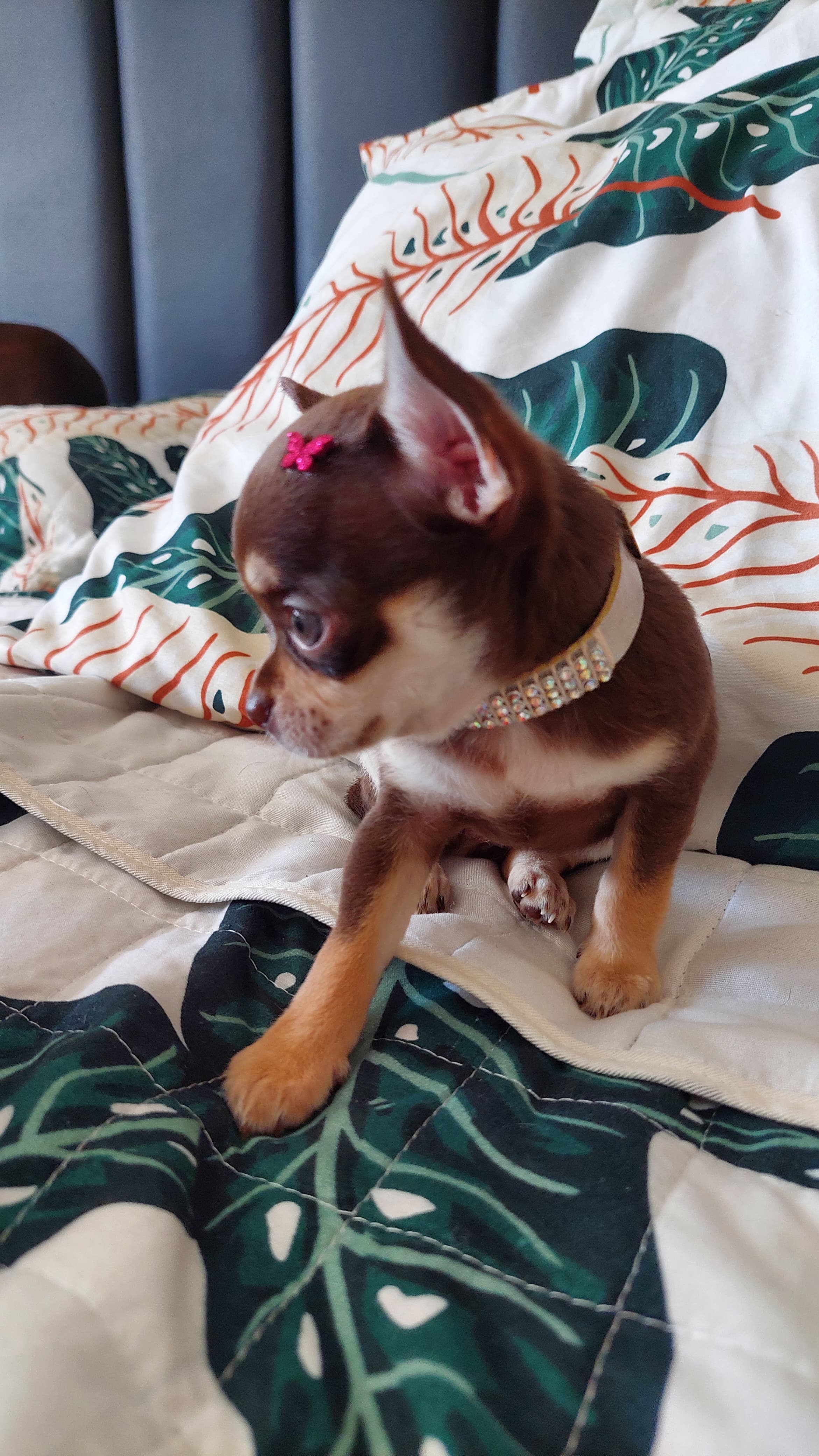 Portal Vendocão Chihuahua Pelo curto fêmea cabeça de maçã Rio de Janeiro