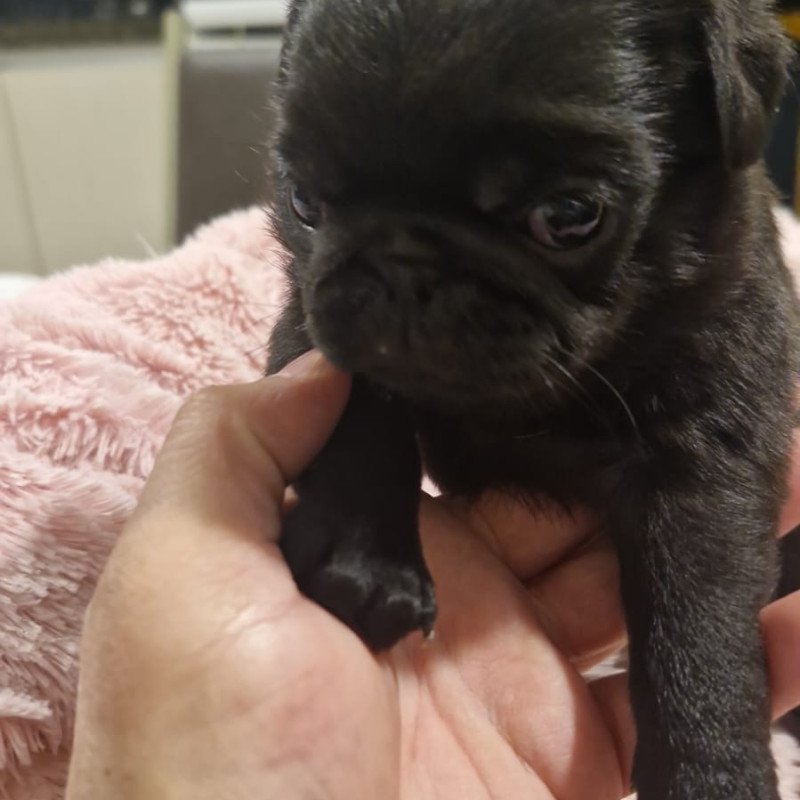 Lindos filhotes de Pug -