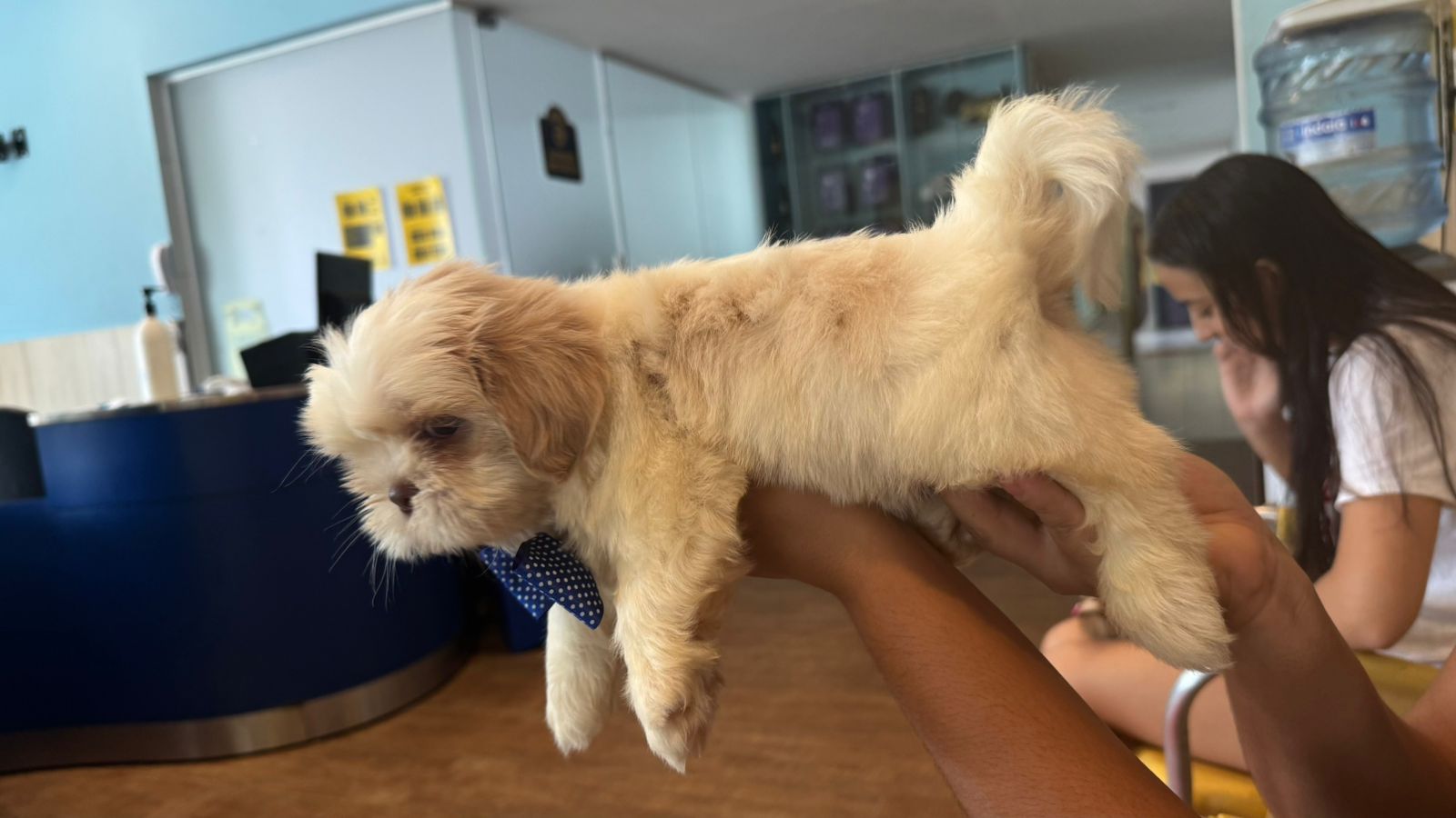 Promoção de filhote de Shih Tzu - Foto 2