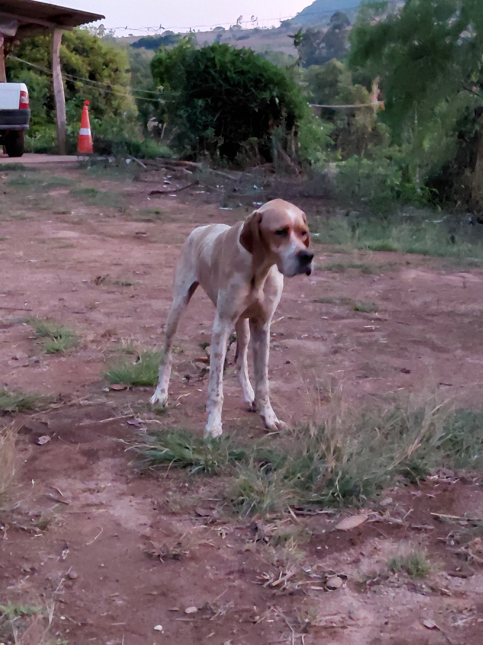 Pointer inglês fêmia pura 