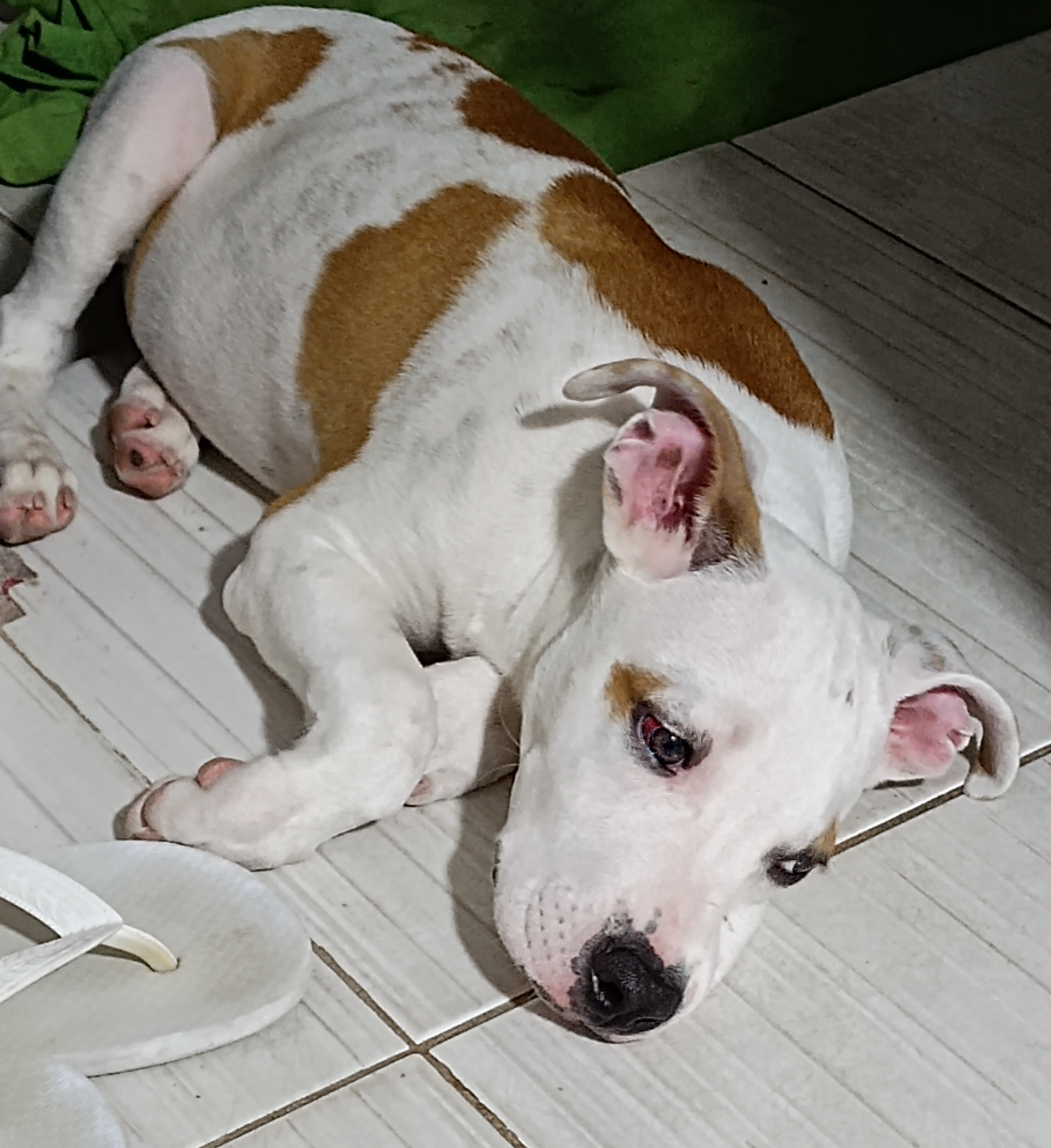 Portal Vendocão Venda de cachorro de 5 meses  Maceió 