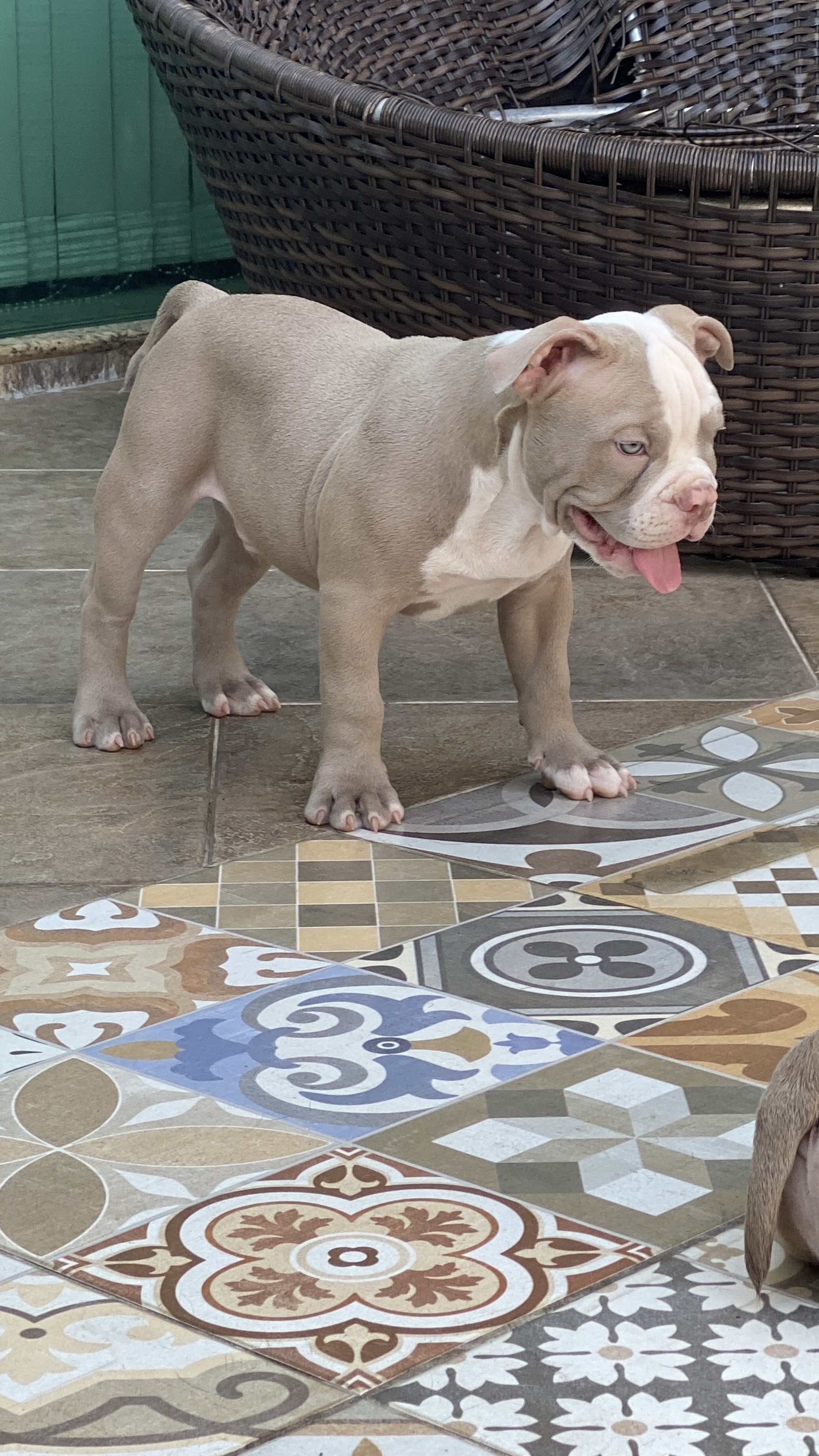 Portal Vendocão American Bully Exotic Rio de Janeiro