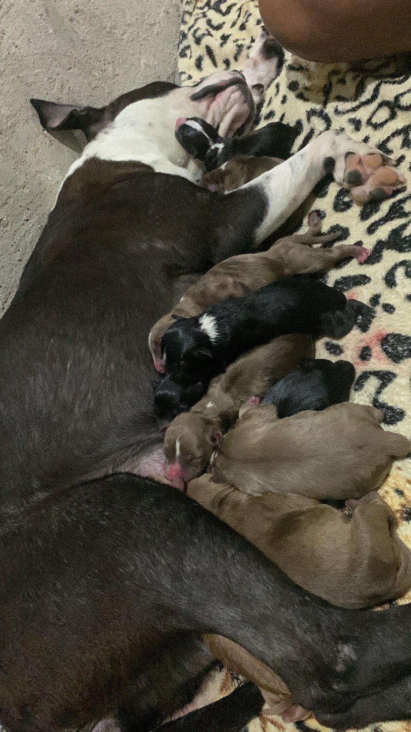 Portal Vendocão Pitbull puro porte médio  Salvador 