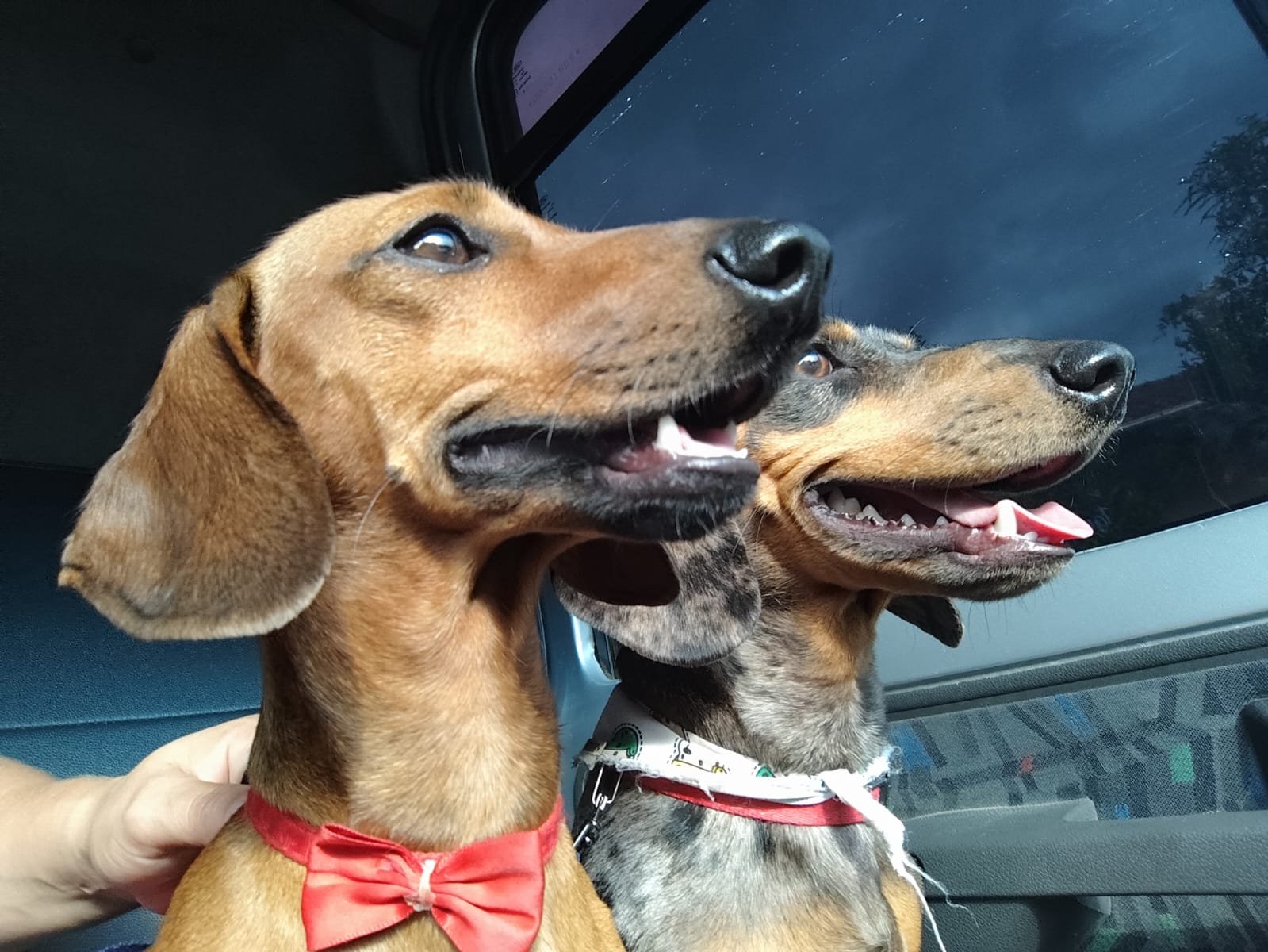 Filhotes dachshund, Cofap, salcicha - Foto 2