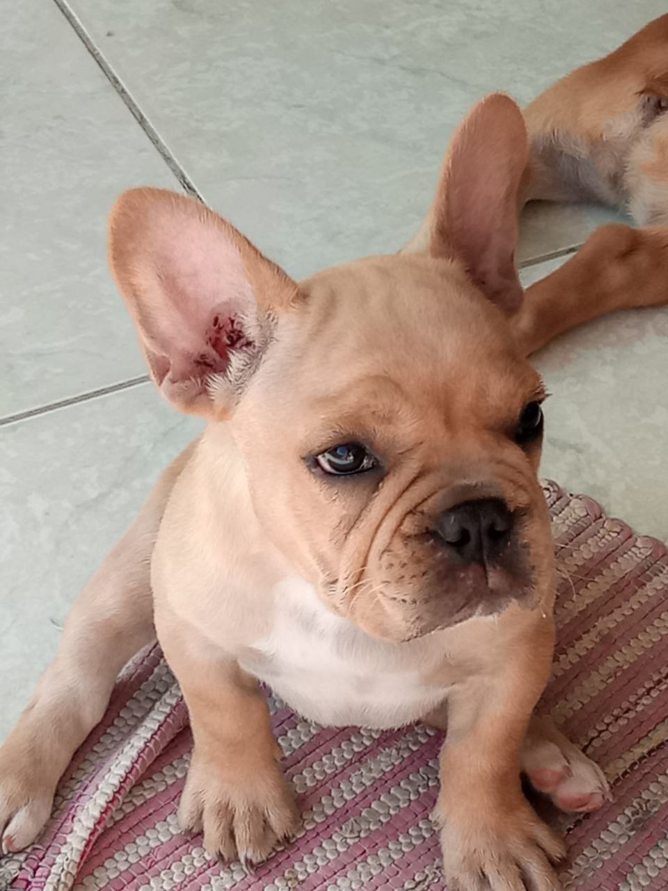 Portal Vendocão Vendo Bulldog Francês filhote de excelente linhagem com 60 dias vermifugado e vacinado. Macho. João Pessoa