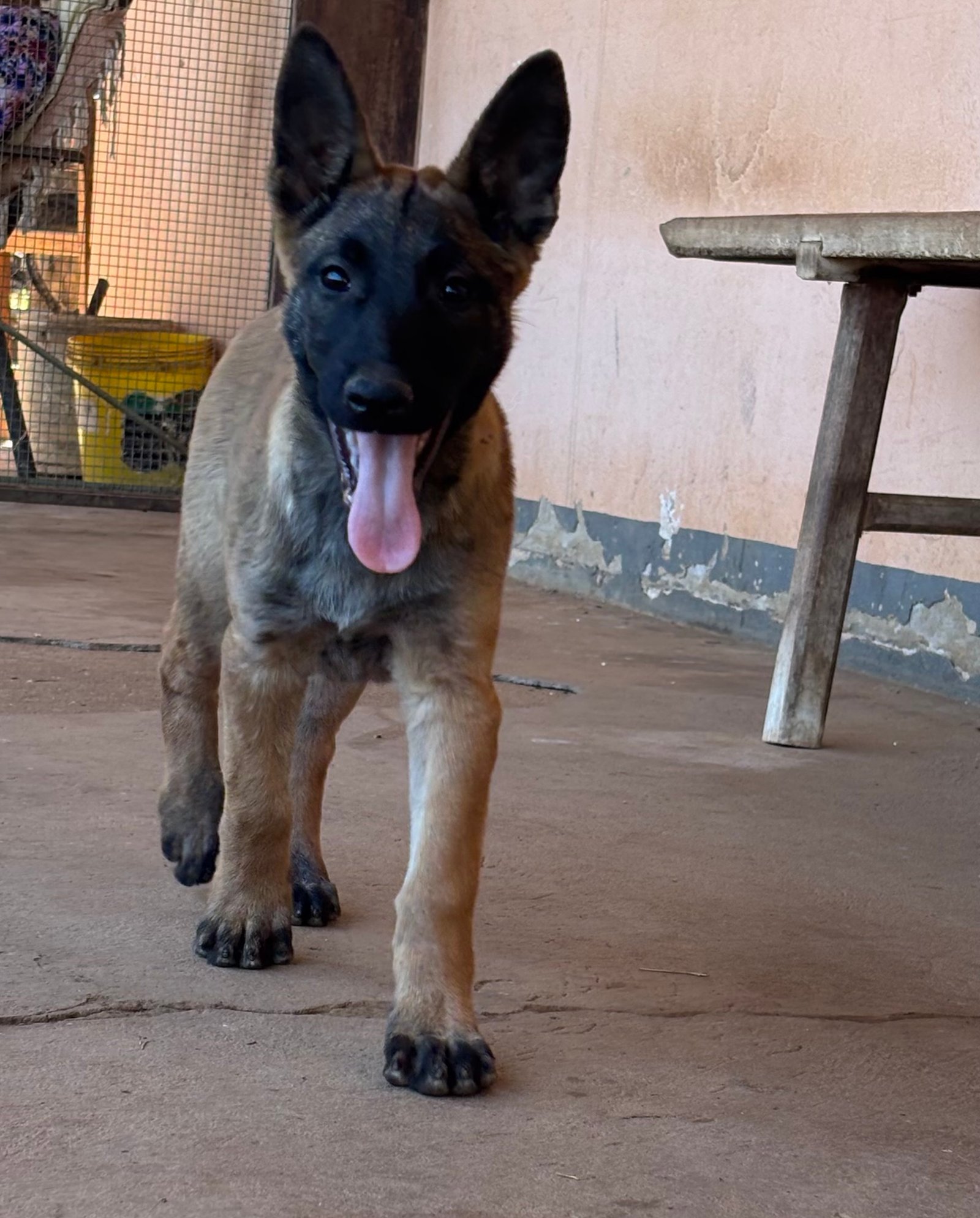Lindos filhotes de Pastor Belga  Malinois - Foto 4