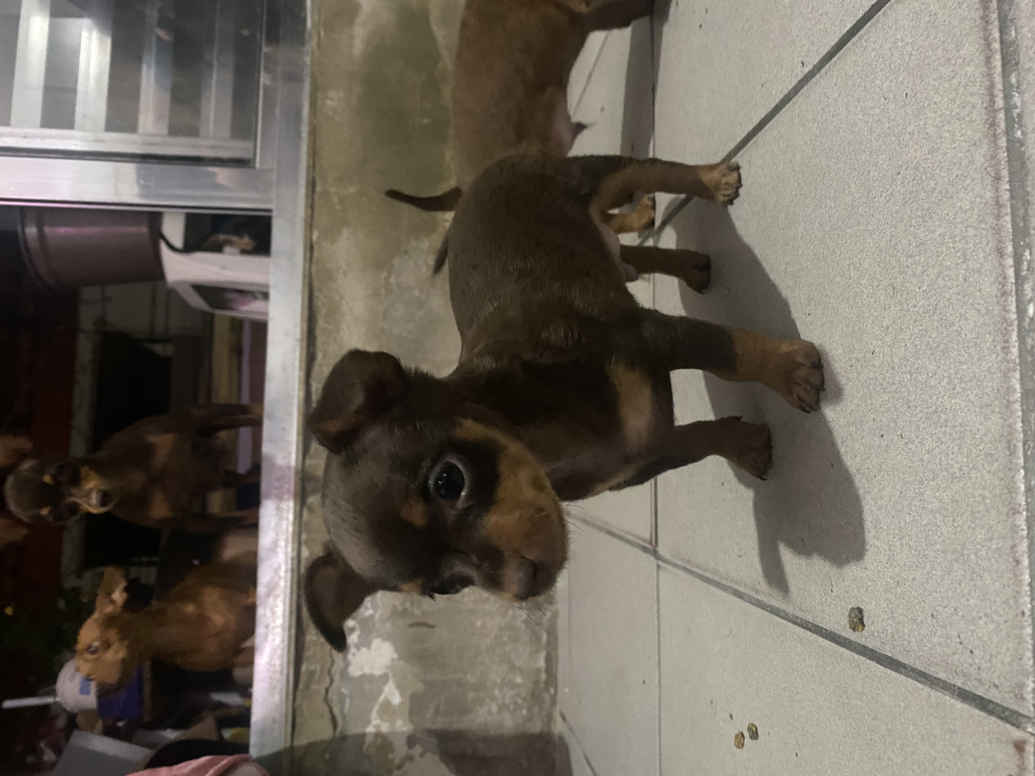 Portal Vendocão Filhote de Pinscher 0 São Paulo 