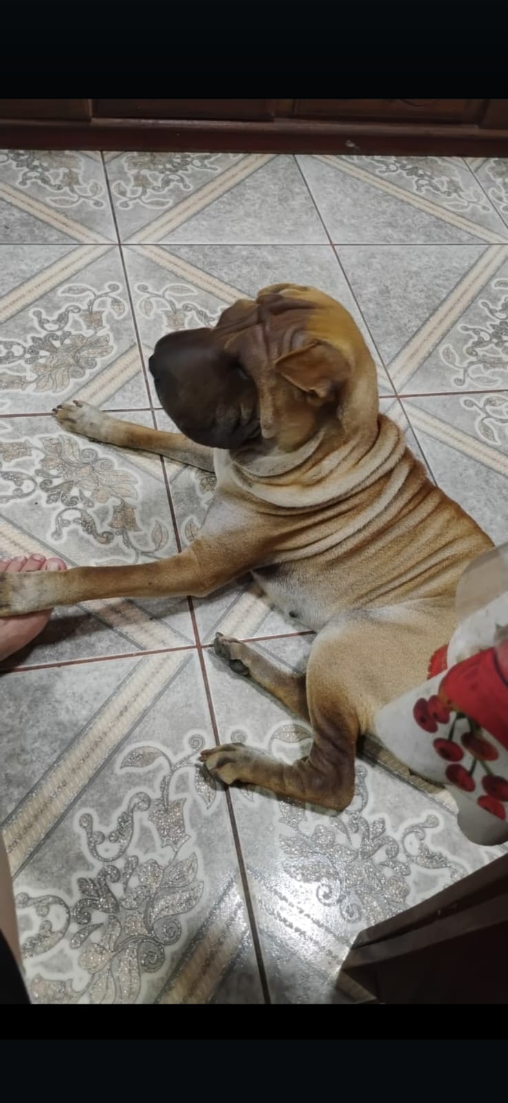 Portal Vendocão Cachorro Sharpei fêmea 4 meses  Manaus 