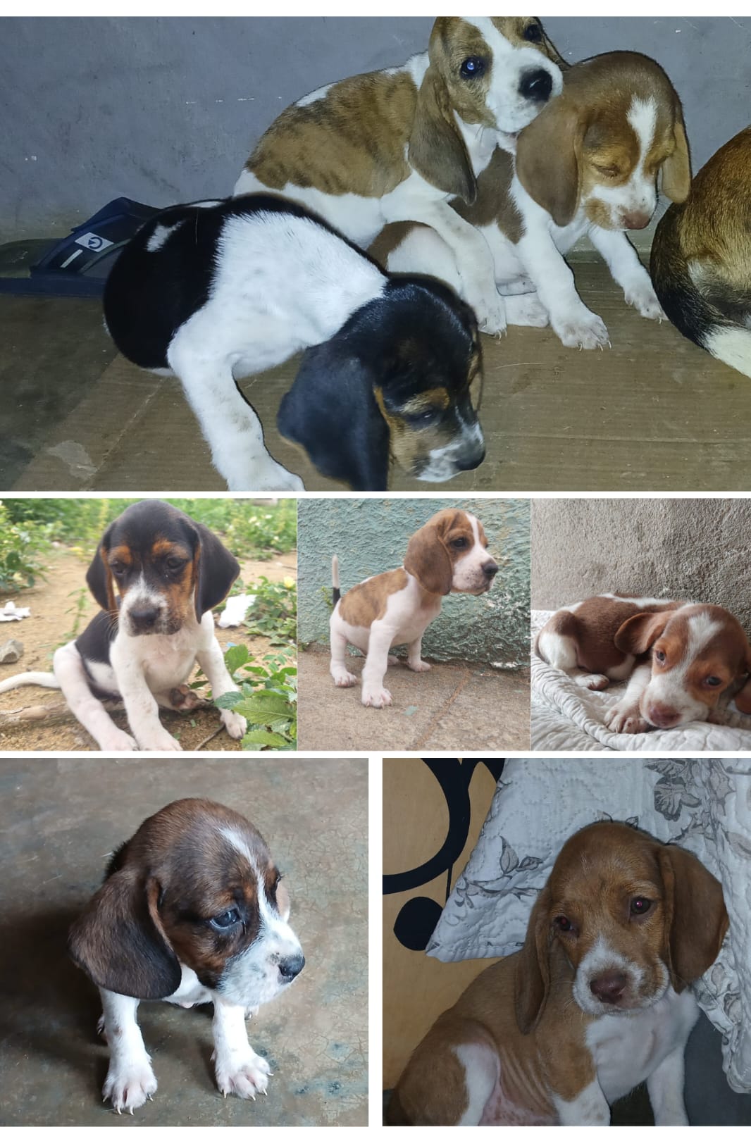 Portal Vendocão Filhotes de Beagle à venda Cariacica