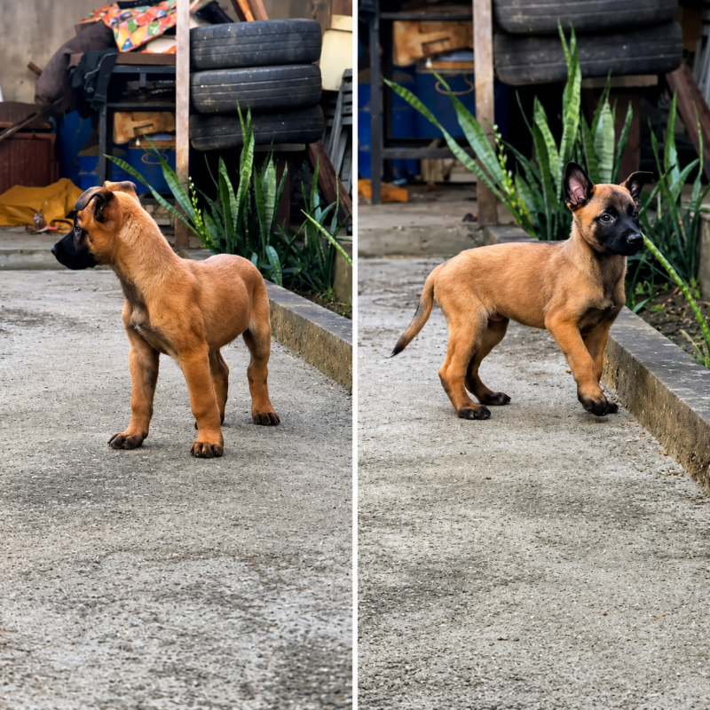 Filhotes de pastor belga malinois - Foto 1