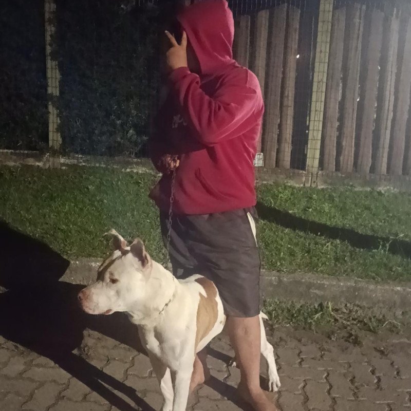 Vendo pitbull dócil acostumado com gato , motivo de venda falta de espaço no pátio