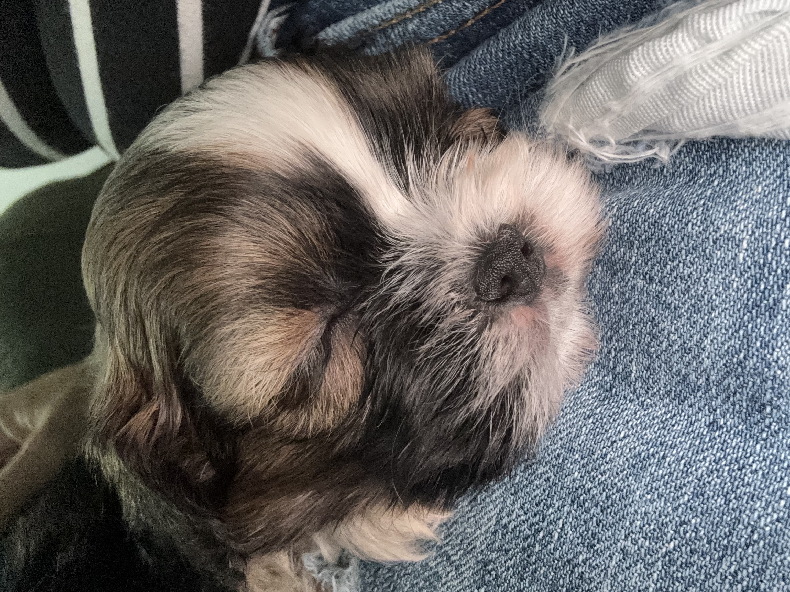 Portal Vendocão Vendo Shi Tzu Cravinhos