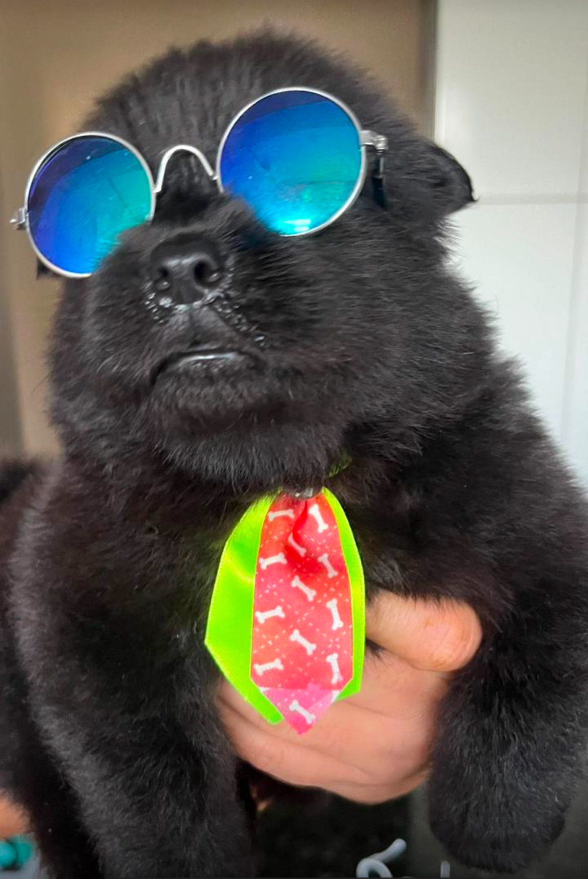 Portal Vendocão Filhotes Chow Chow leve alegria pra seu lar 🏡  Recife