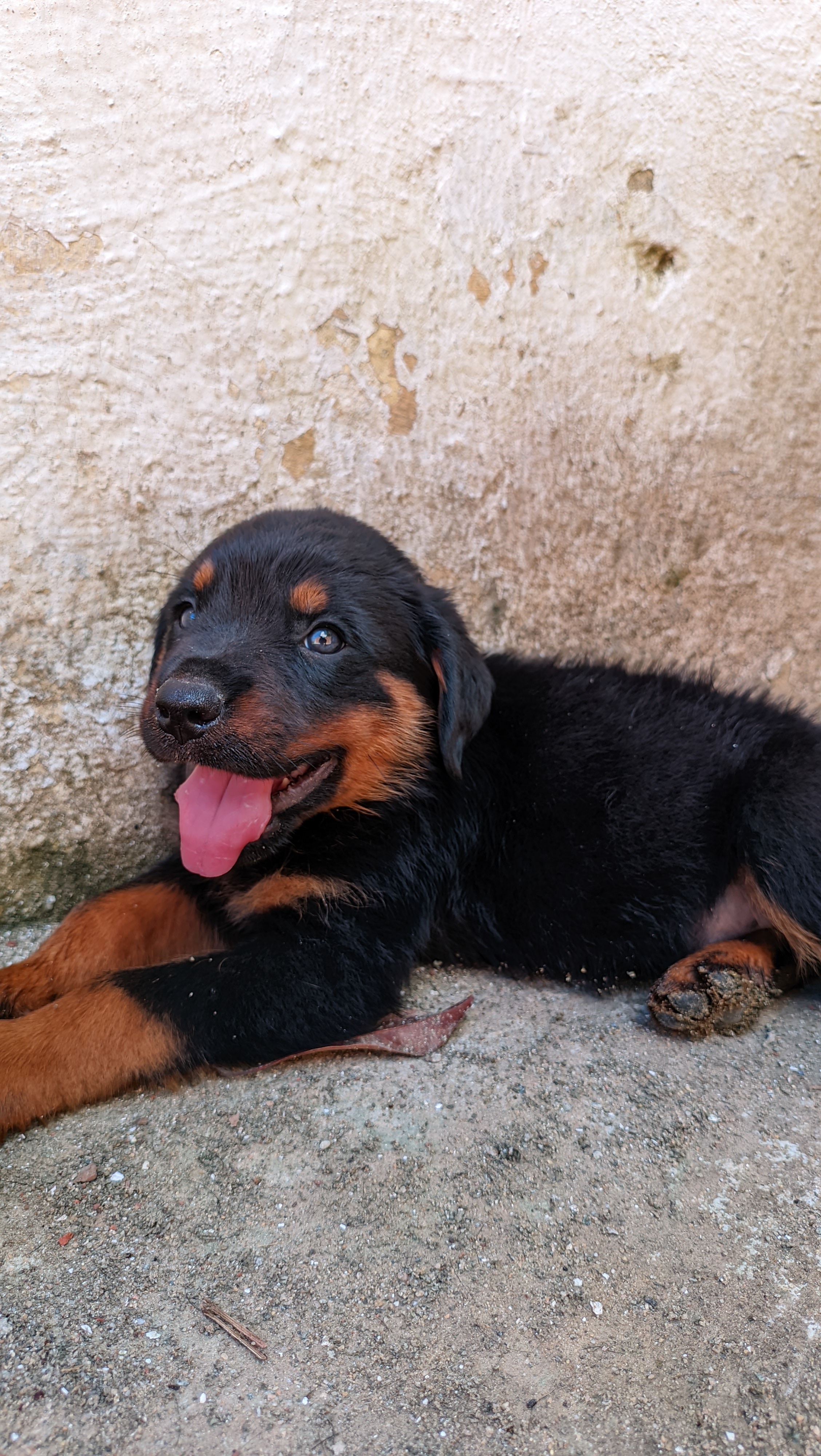 Portal Vendocão Filhotes Rottweiler  Recife 