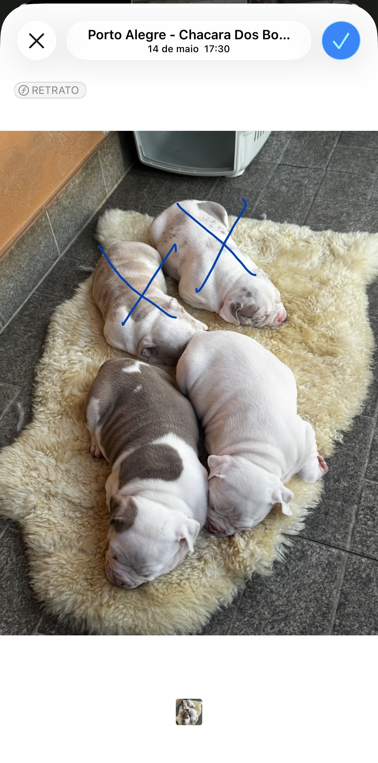 Vendo Filhotes de American Bully 