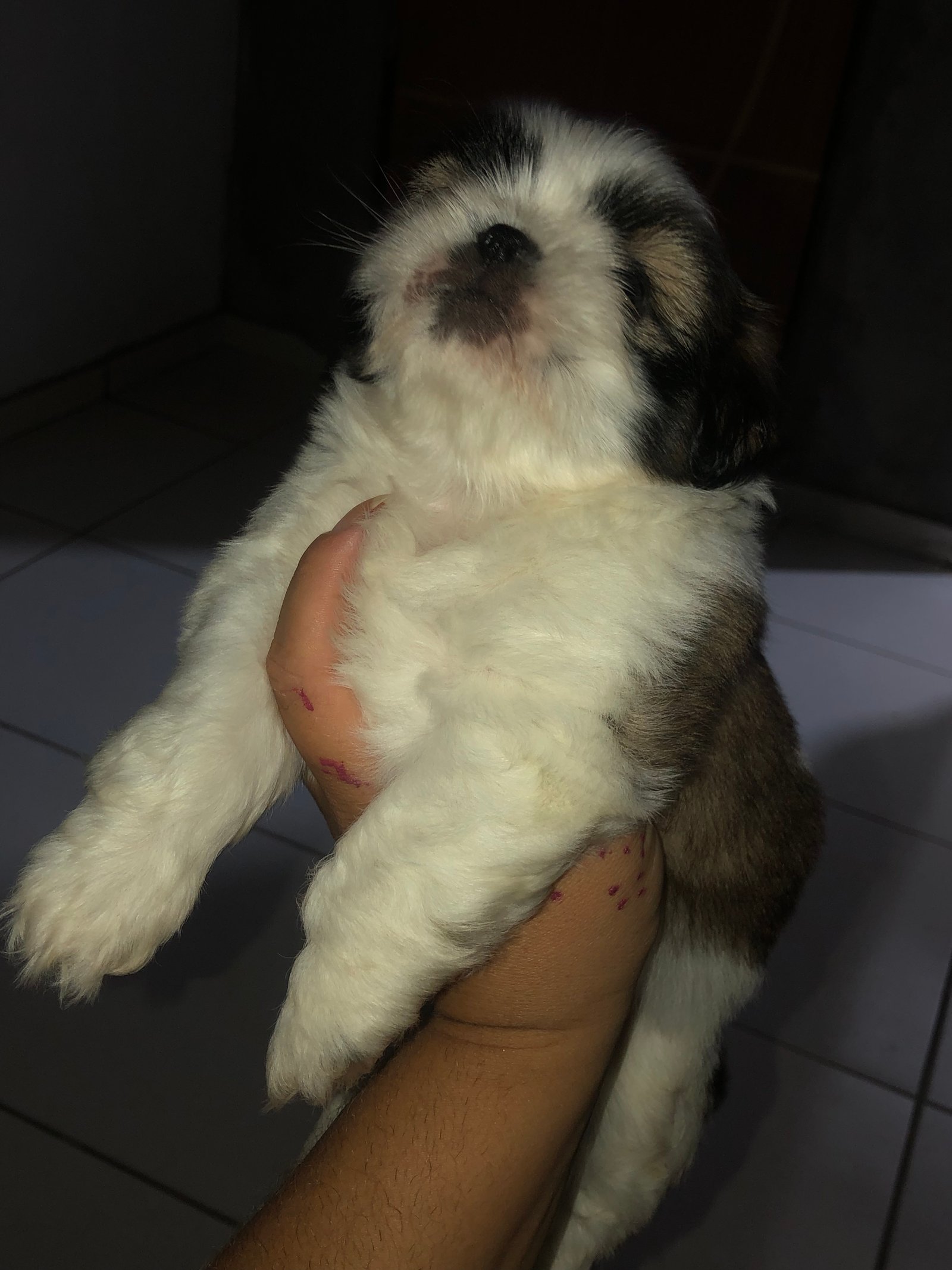 Vendo filhotes de Shutz vermifugados dois machos duas fêmeas  - Foto 2