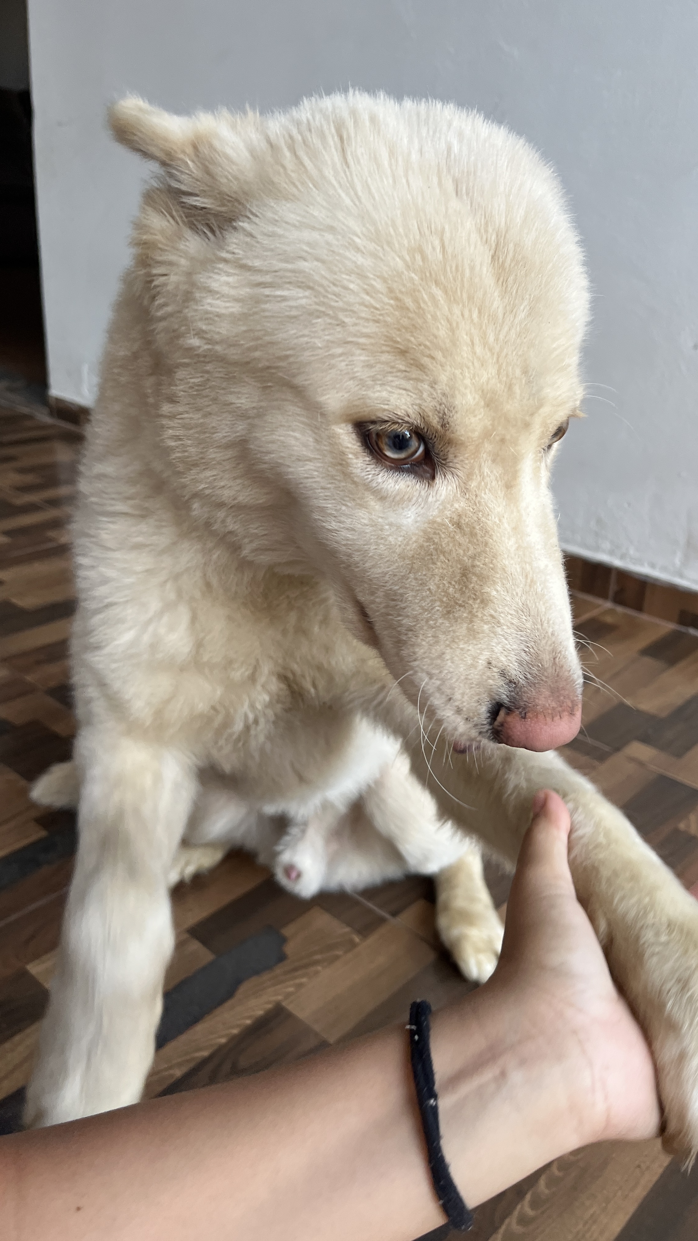 Portal Vendocão Vendo Husky Siberiano  Uberlândia 