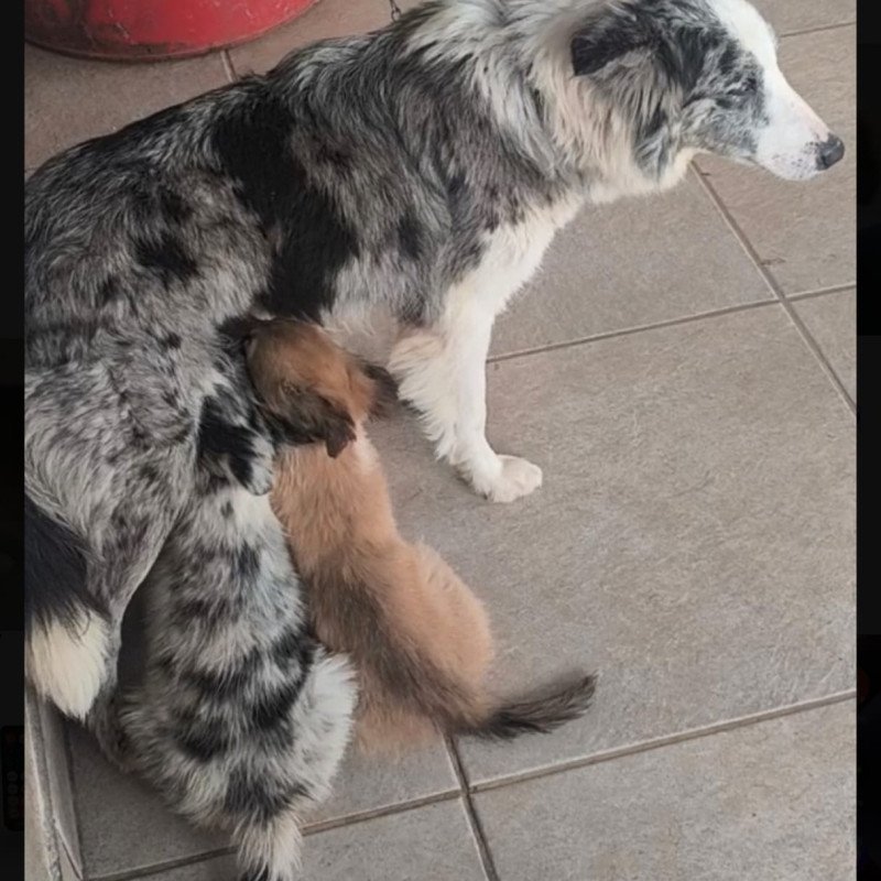 Border Collie filhotes