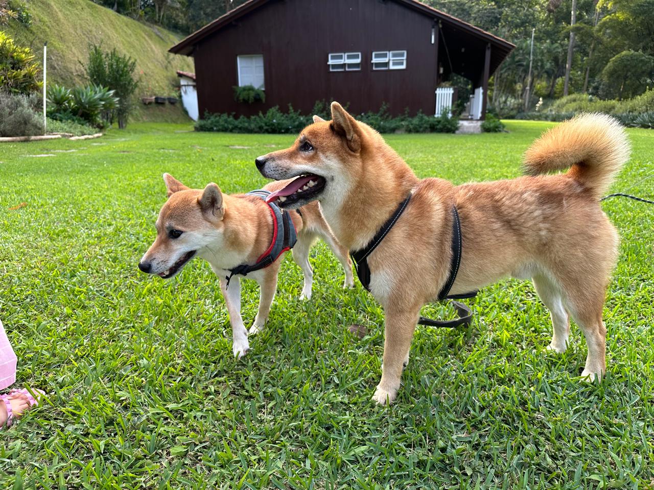 Portal Vendocão Filhote Macho de Shiba Inu Vitória 