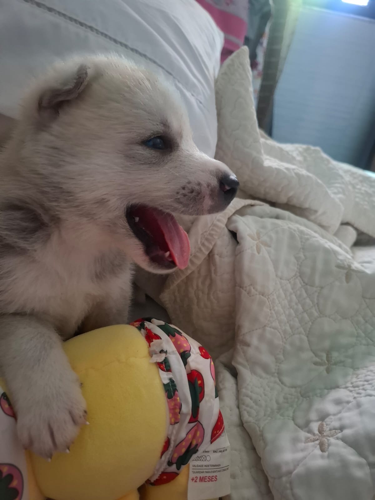 Husky siberiano  - Foto 4
