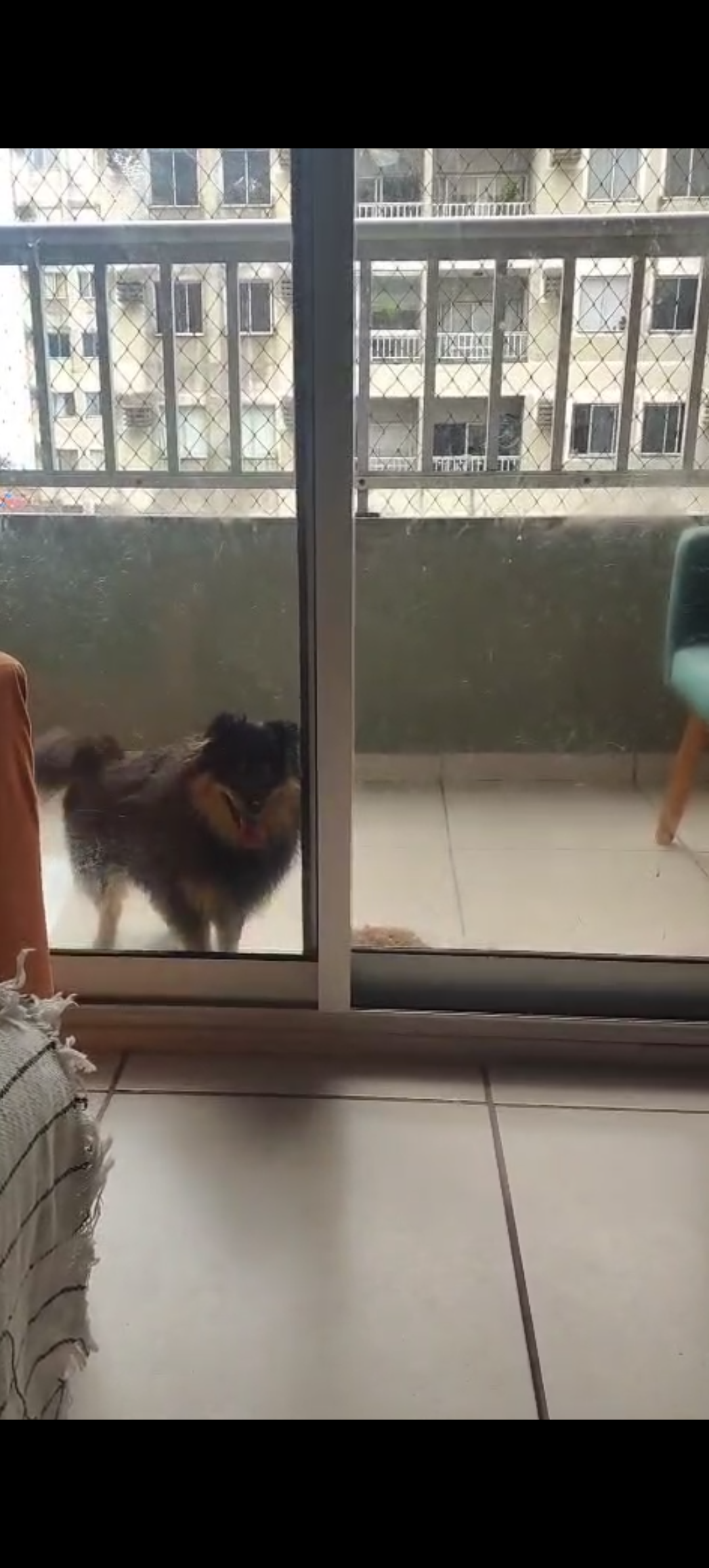 Portal Vendocão Lulu da Pomerânia fêmea  Jaboatão 