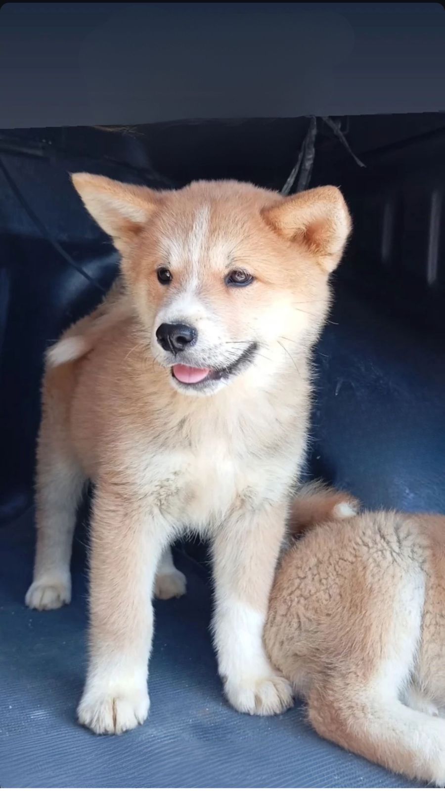 Portal Vendocão AKITA INU Bahia - Vitória da Conquista